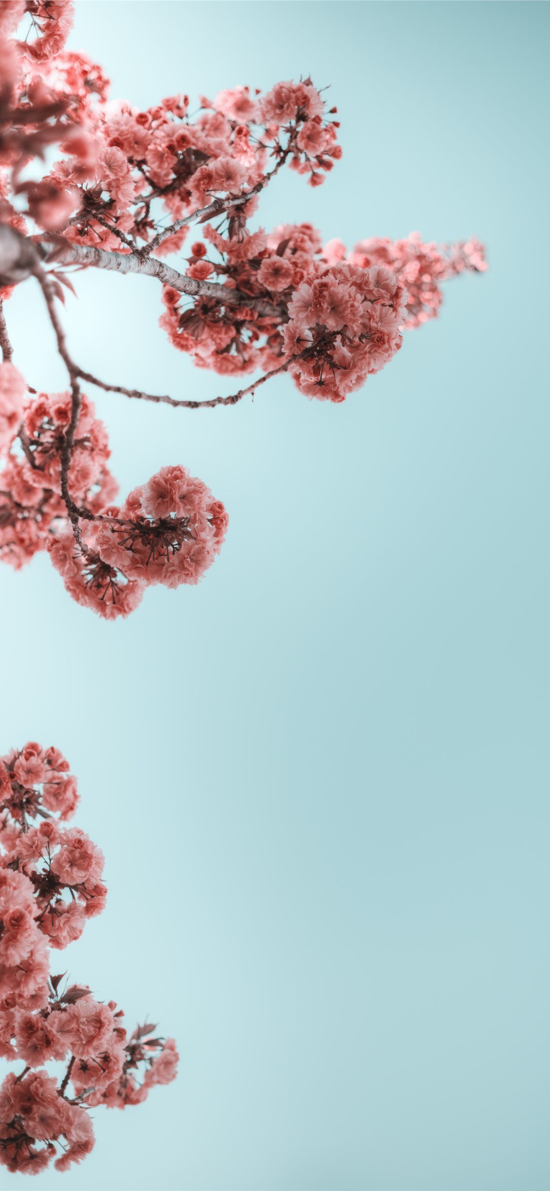 selective photograph of branches with flower #flower #Cherryblossom #tree # summer #sprin. Flower iphone wallpaper, Cute flower wallpaper, Wallpaper iphone summer