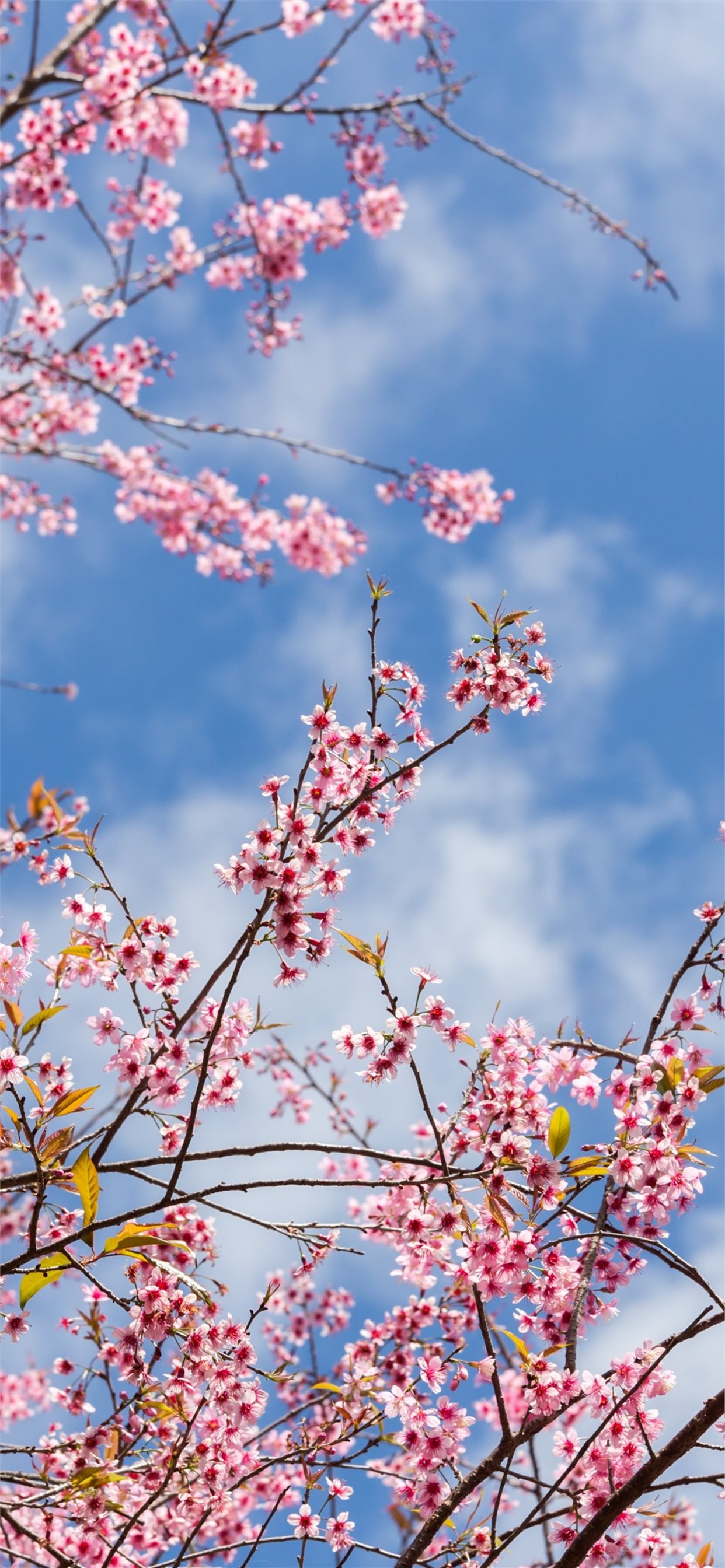 Spring sakura flowering pink flowers twigs 1125x24. iPhone X Wallpaper Free Download