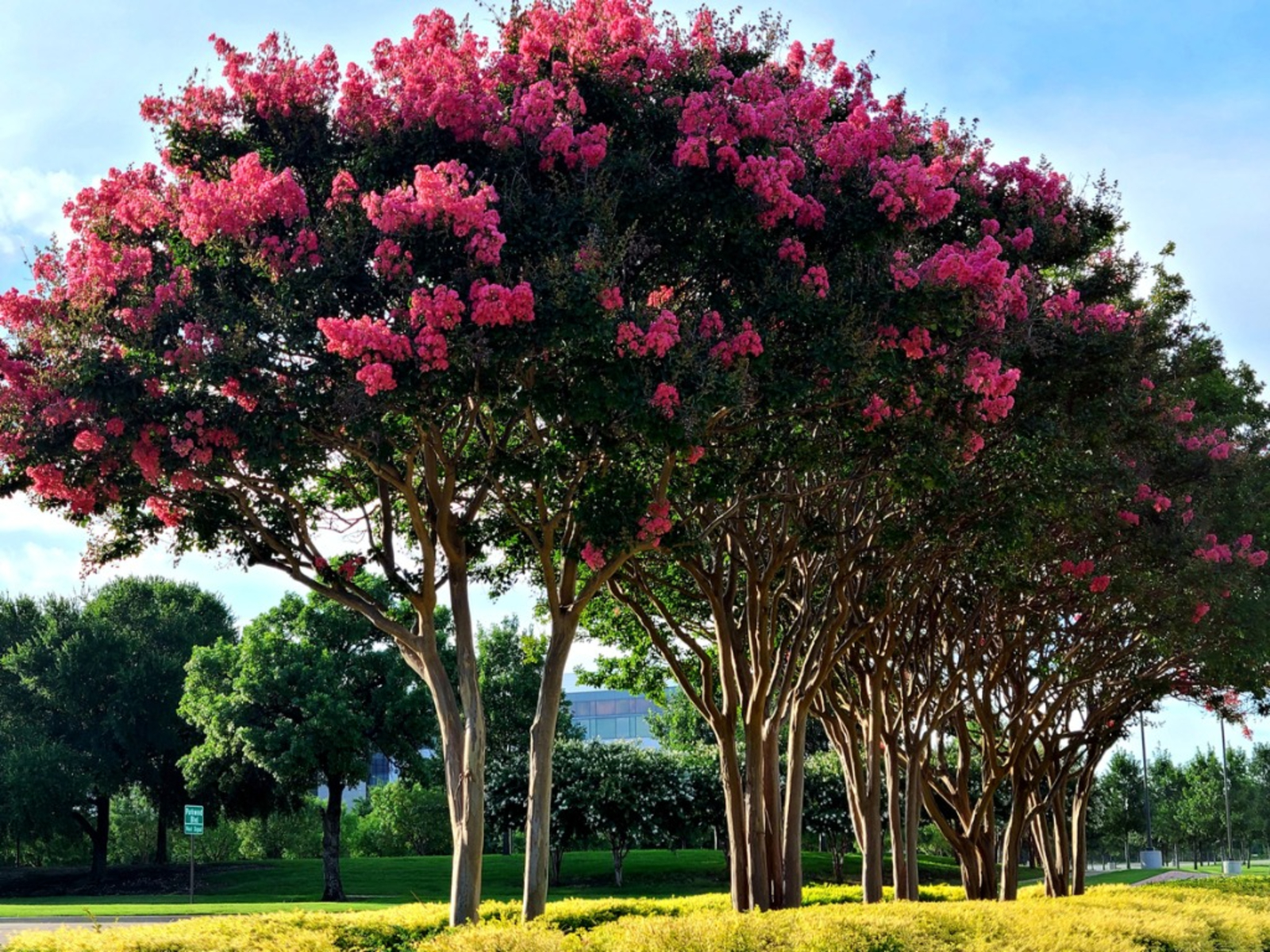 What Trees Bloom In Summer: Best Summer Flowering Trees
