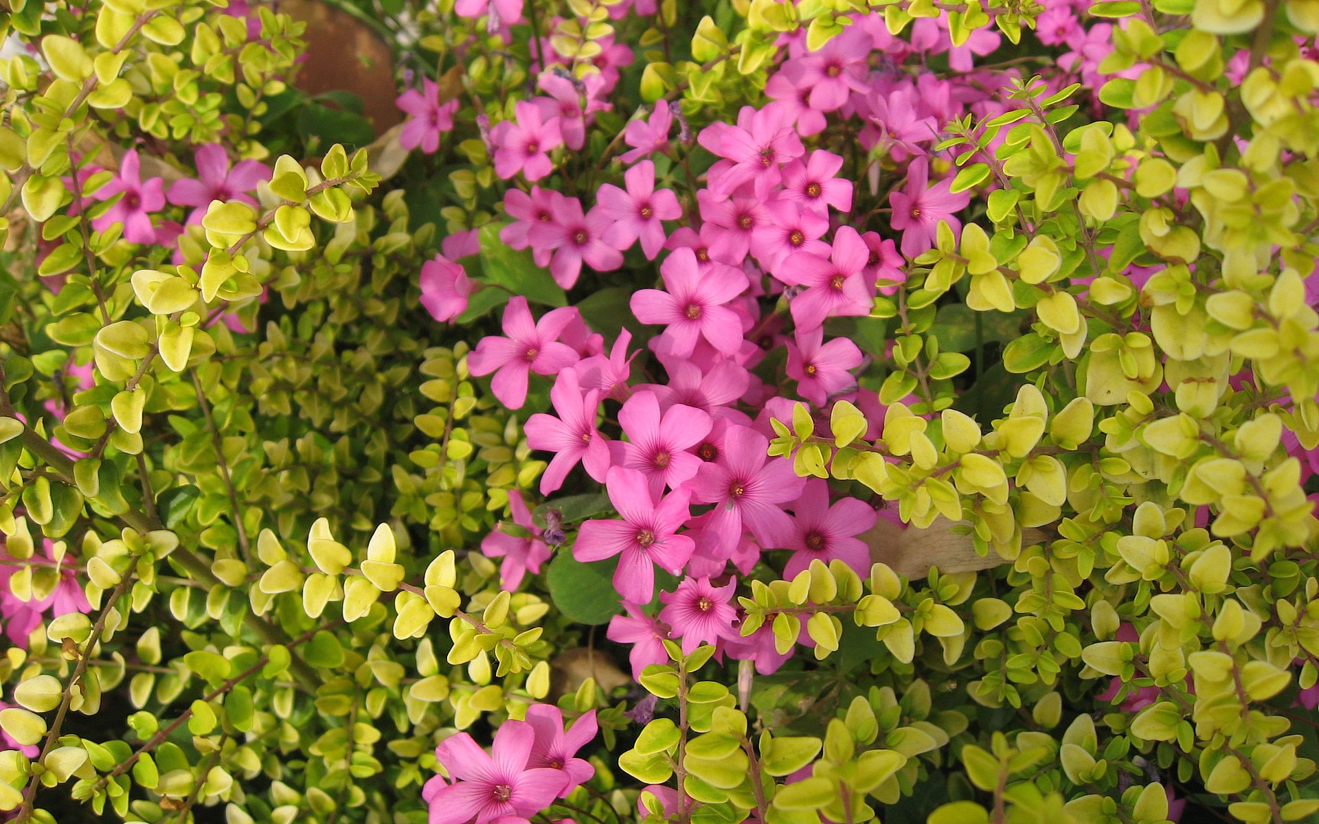 Relaxing Full HD Film Ocean Live Wallpaper Dreamscene YouTube 1024×640 Live Nature Wallpaper. HD flower wallpaper, Beautiful flowers wallpaper, Nature wallpaper