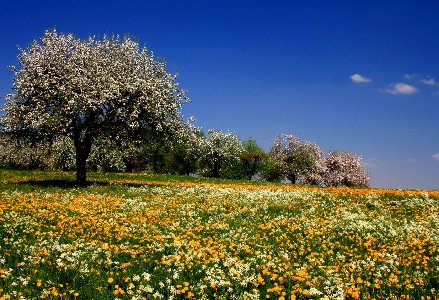 Flowers Meadow Fields Trees Summer Sky Blossoms Desktop Background Wallpaper