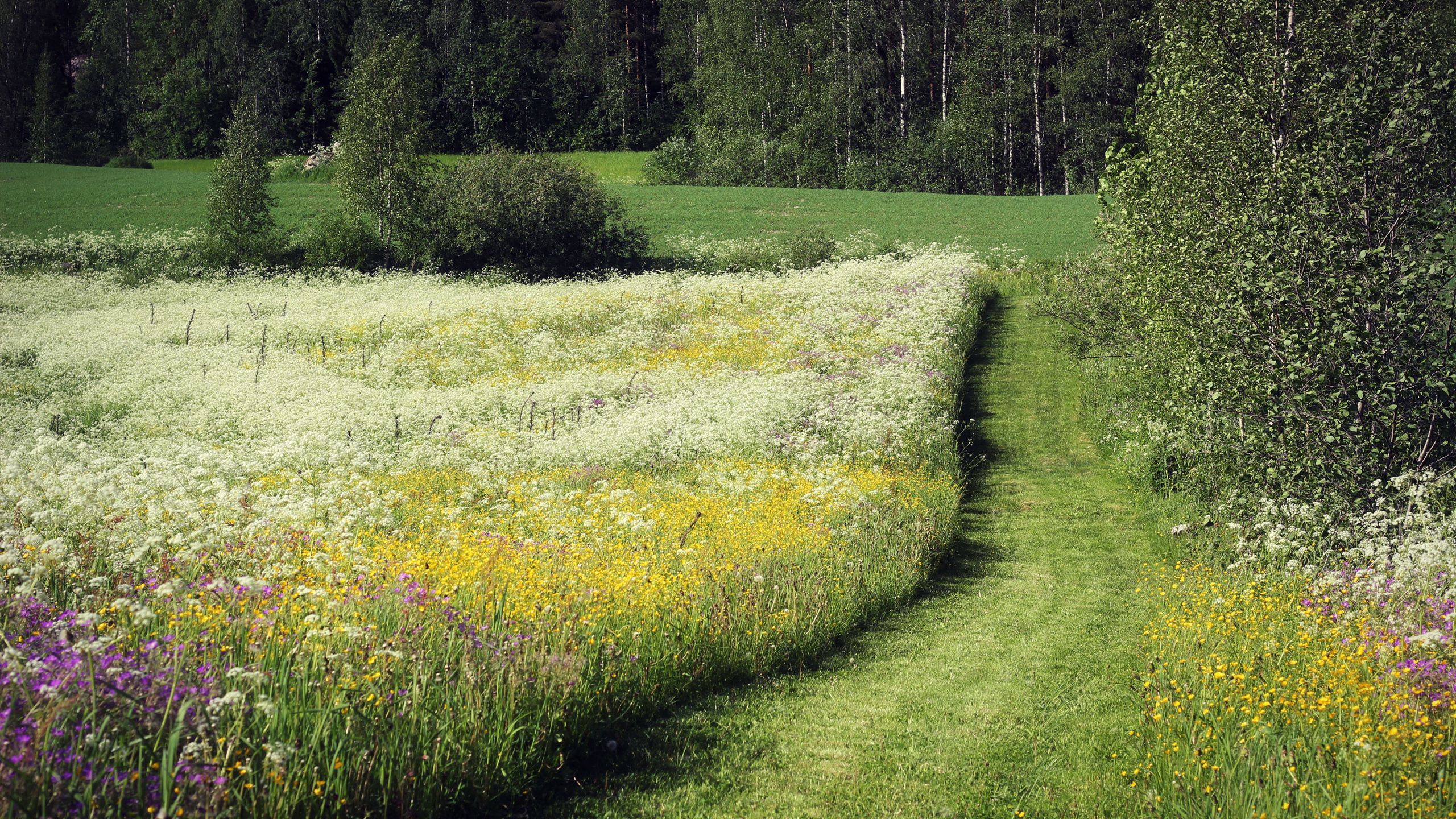 Download wallpaper 2560x1440 field, herbs, flowers, summer, trees, path, june widescreen 16:9 HD background