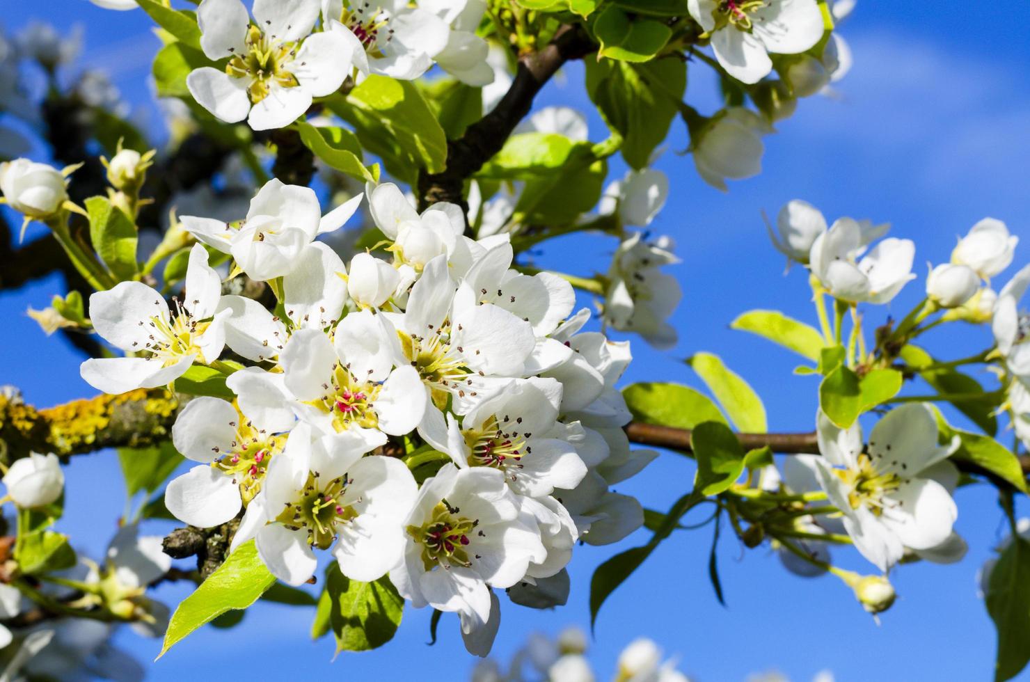 Blooming white flowers fruit trees on background of blue sky