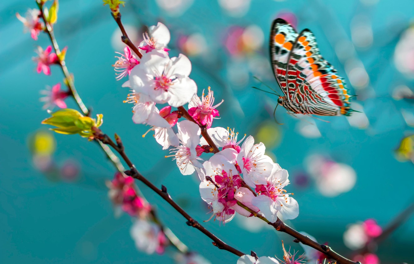 Wallpaper macro, flight, flowers, butterfly, branch, spring, Sakura, insect, flowering, turquoise background image for desktop, section макро
