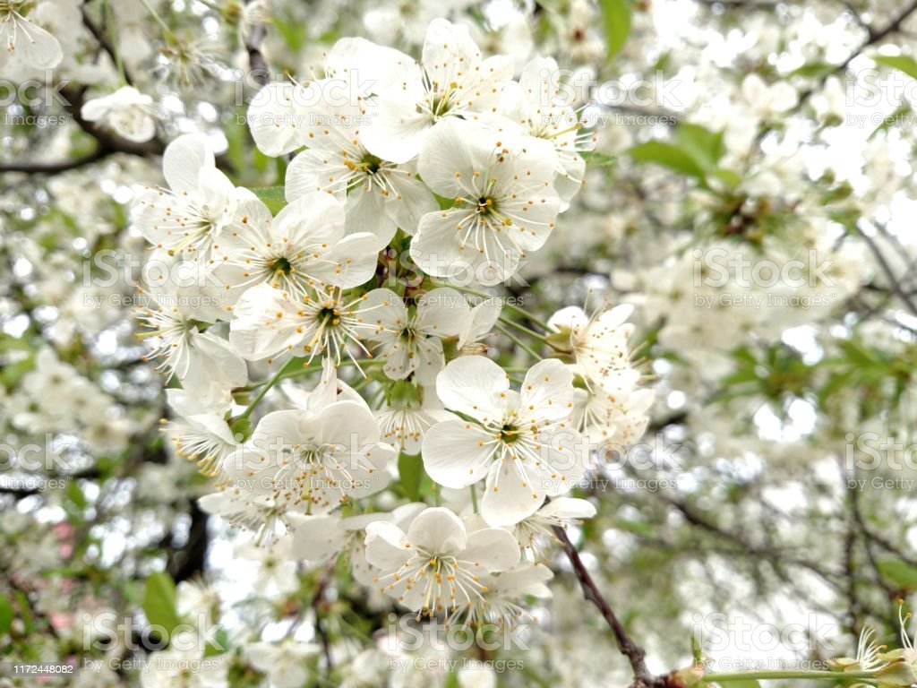 Flowers White Color Apple Tree Branch Blossoms In Summer Day Image Now