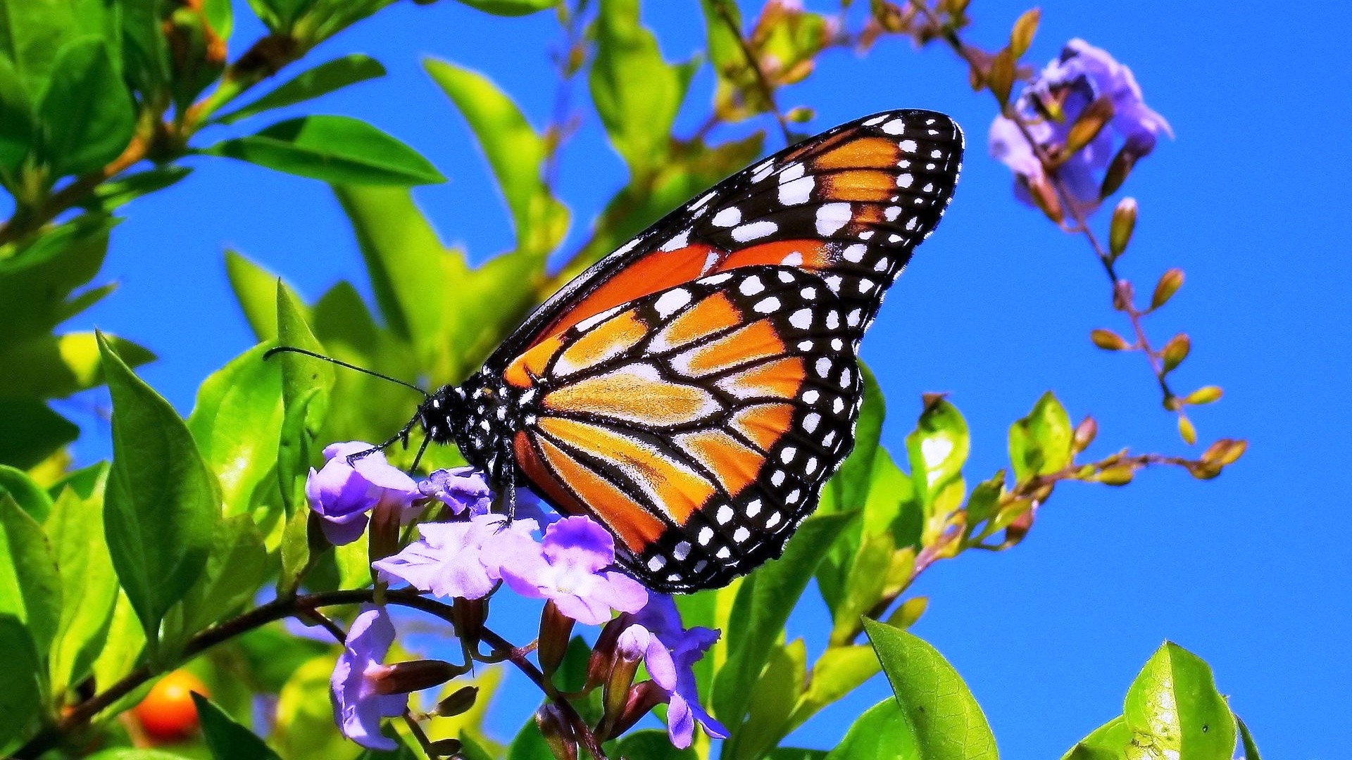 Spring Flowers And Butterflies Image