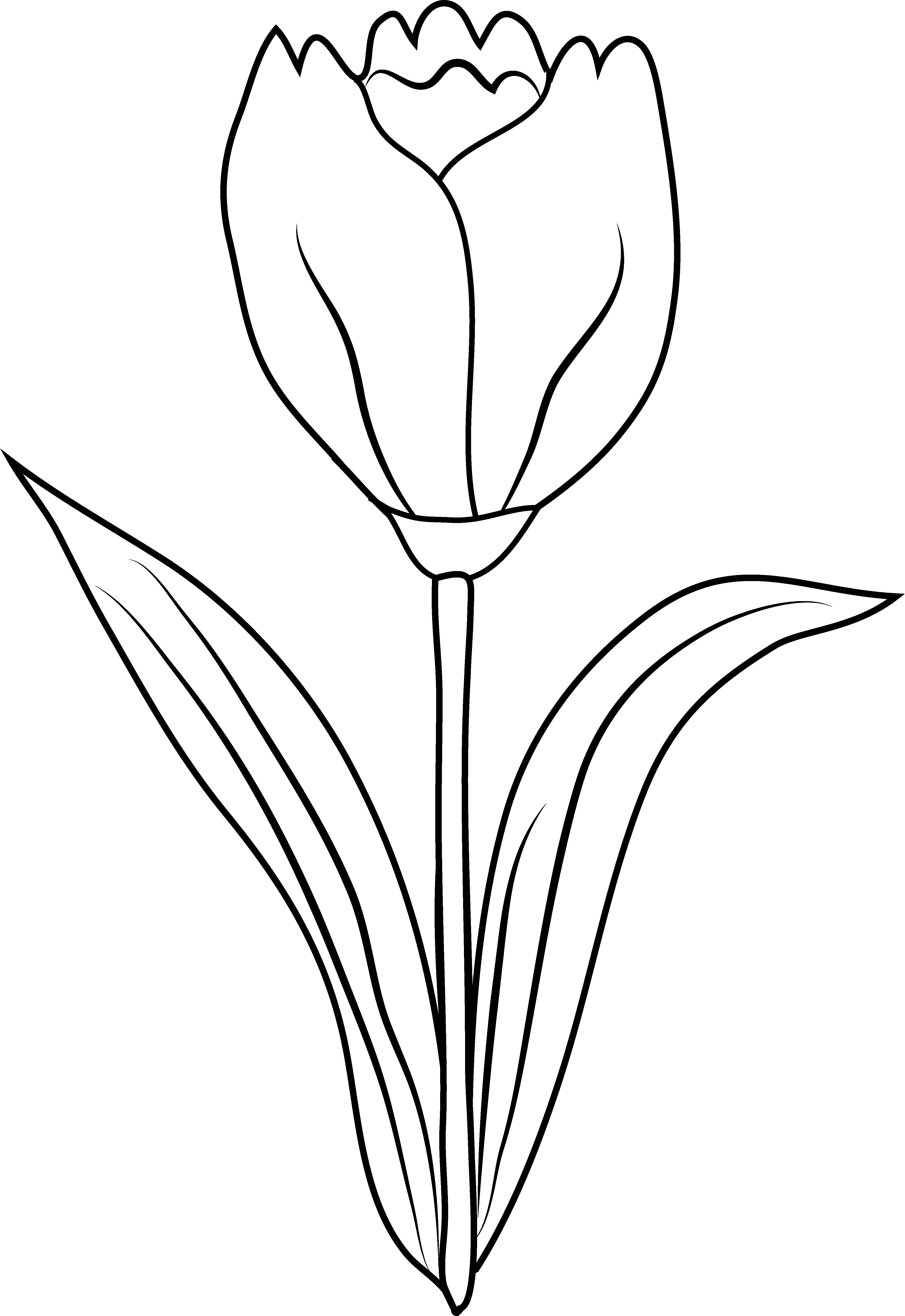 black and white tulip clipart