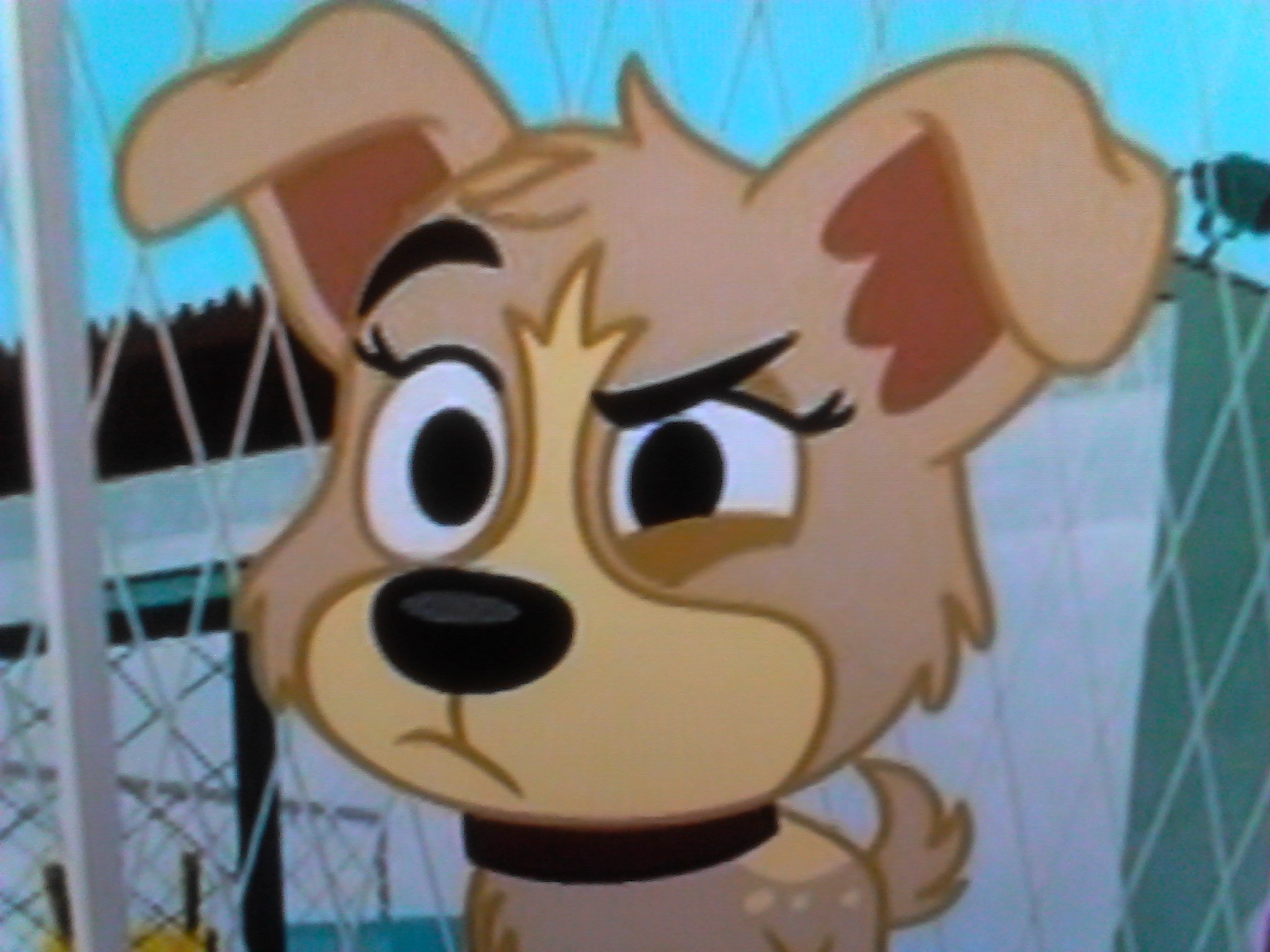 More randoms Puppies Photo