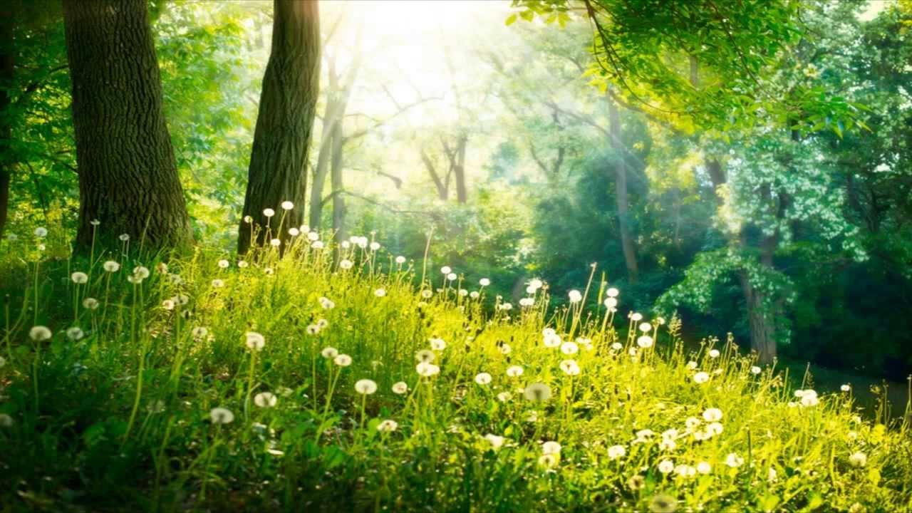 HOURS of Relaxing Music Music, Spa, Sleep, Study, Background. Spring forest, Landscape canvas, Spring nature