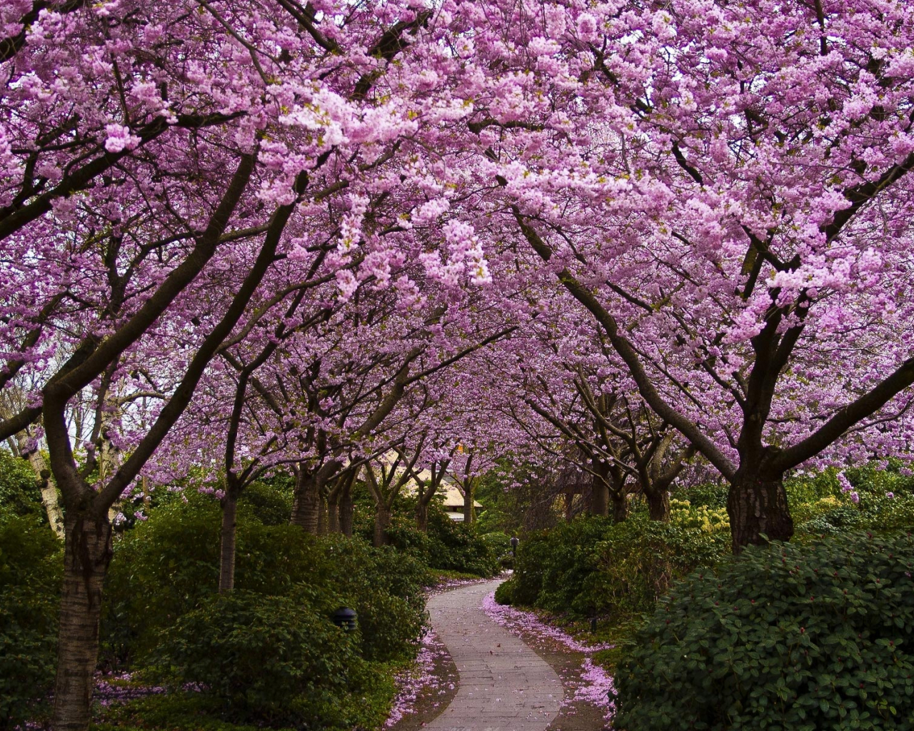 Free download Beautiful Spring Computer Wallpaper [1920x1200] for your Desktop, Mobile & Tablet. Explore Funny Spring Dog Wallpaper. Funny Puppy Wallpaper, Funny Dog Wallpaper for Computer, Spring and Animal Wallpaper