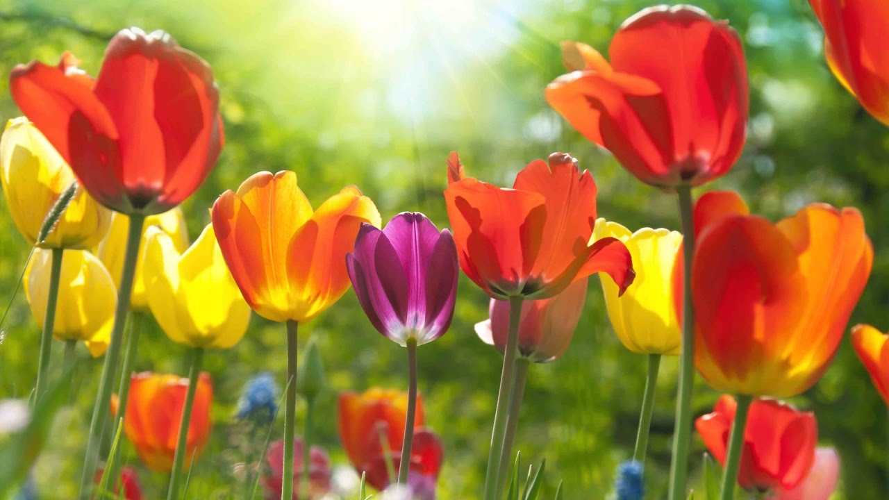 Peaceful Music, Relaxing Music, Instrumental Music, A Thought of Spring