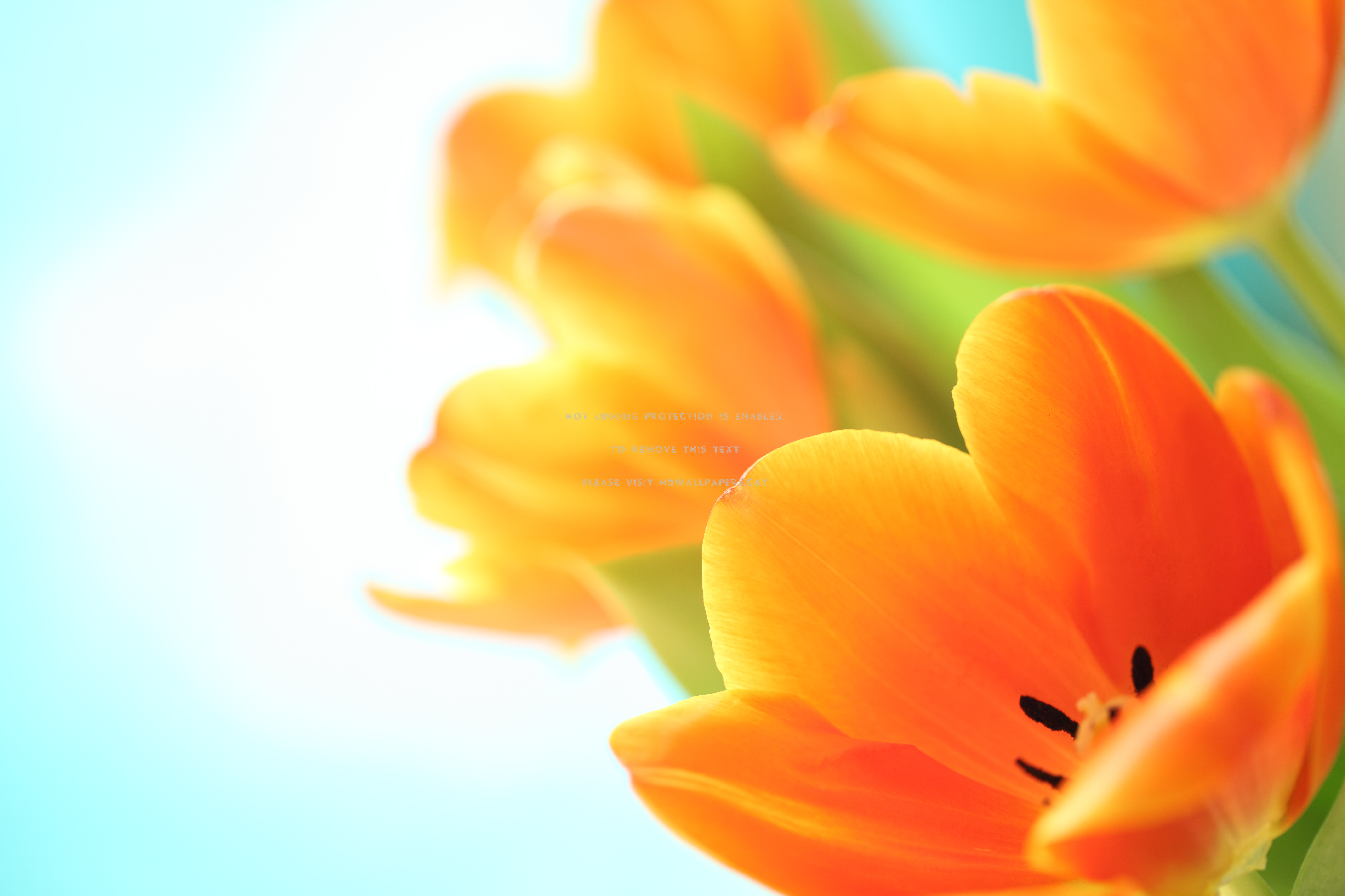 orange tulips may spring flowers nature