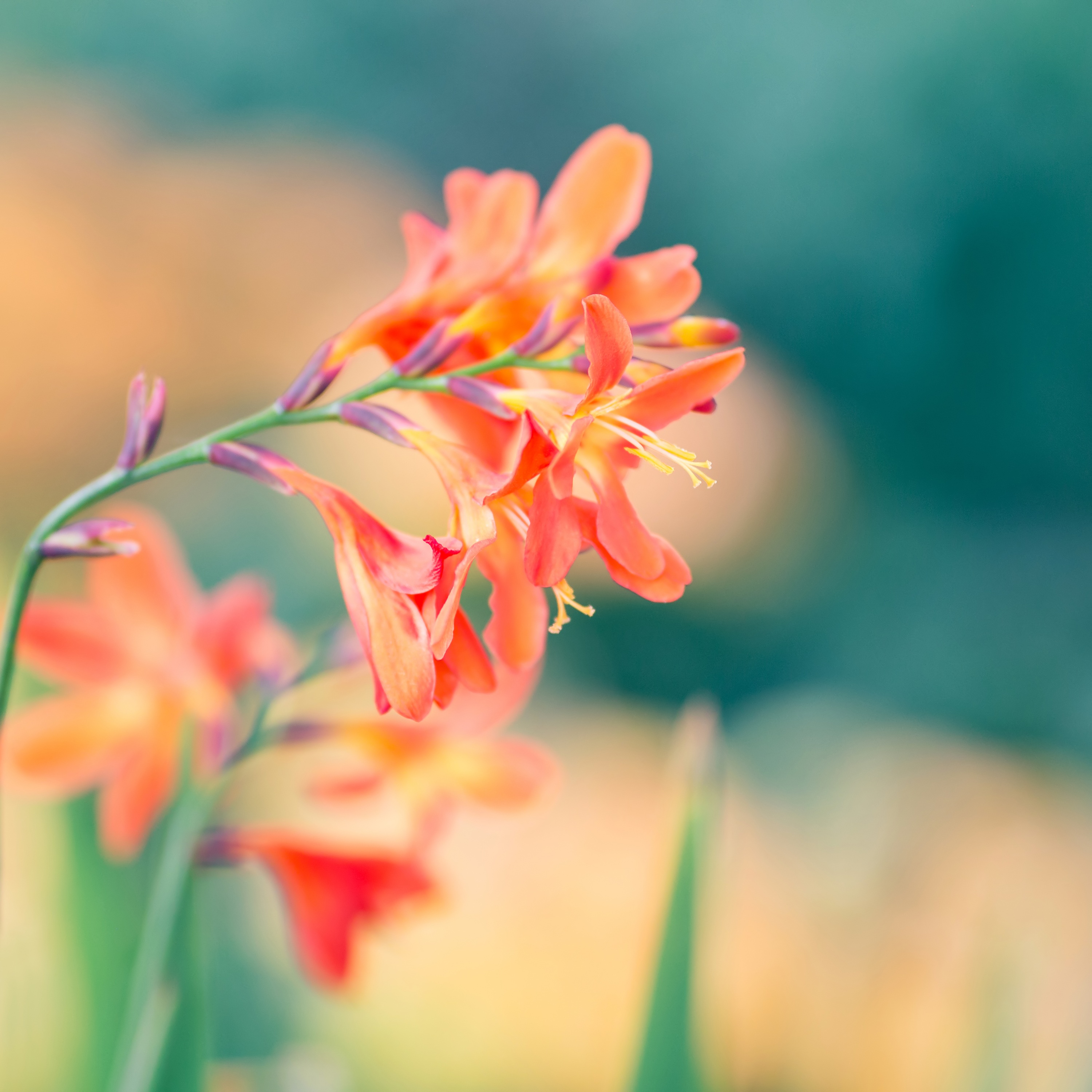 Spring orange flower on blurred background free image download