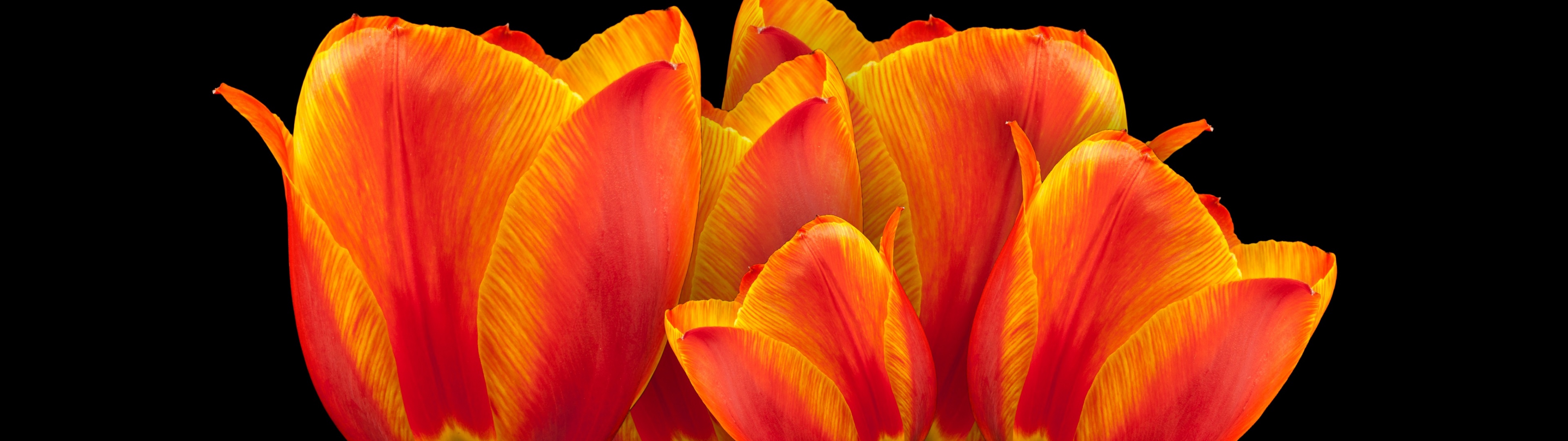 Orange tulips Wallpaper 4K, Black background, Spring flowers, Colorful, Flowers