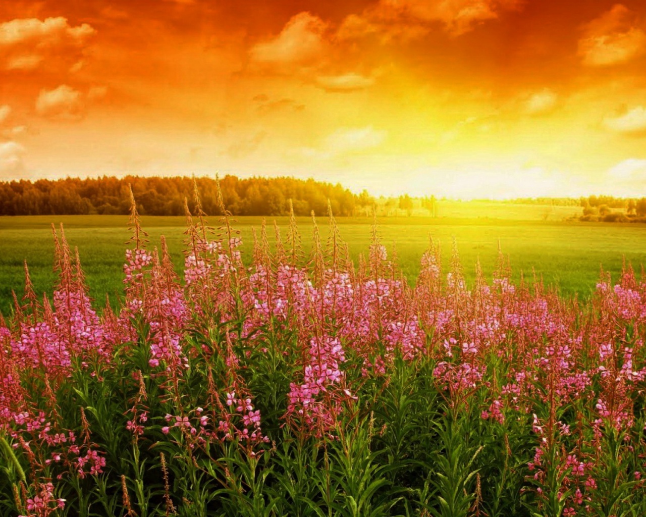 Spring Flowers desktop PC and Mac wallpaper