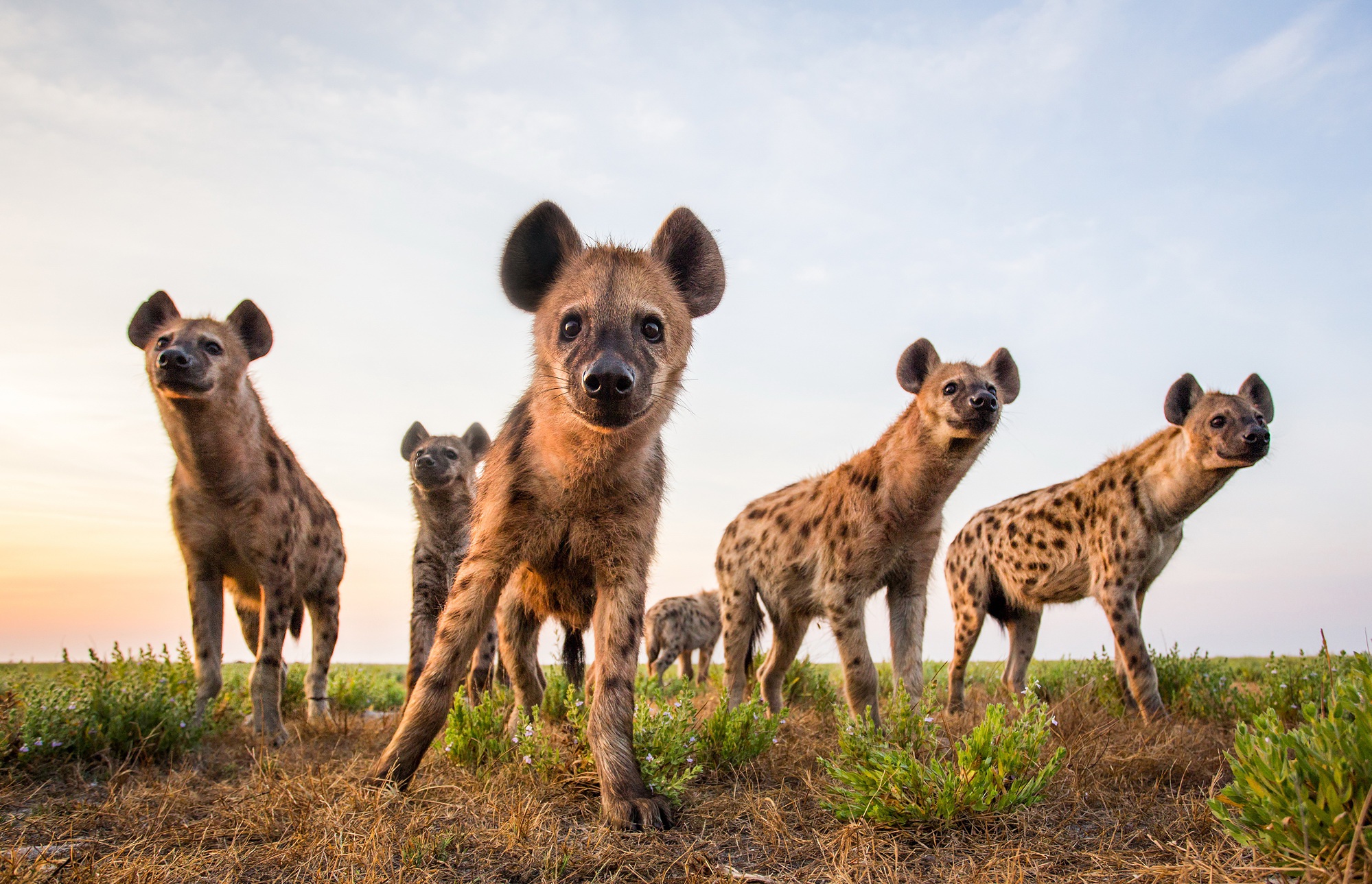 Download Animal Spotted Hyena HD Wallpaper