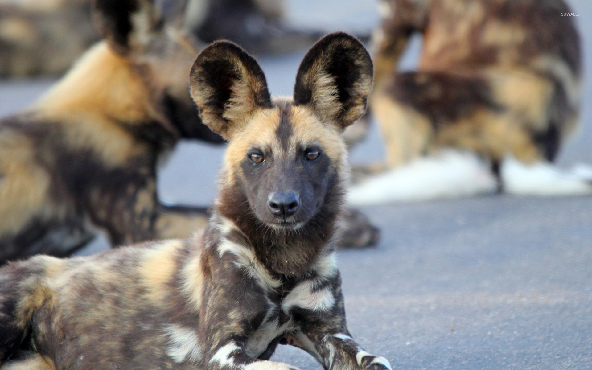 Hyena wallpaper wallpaper