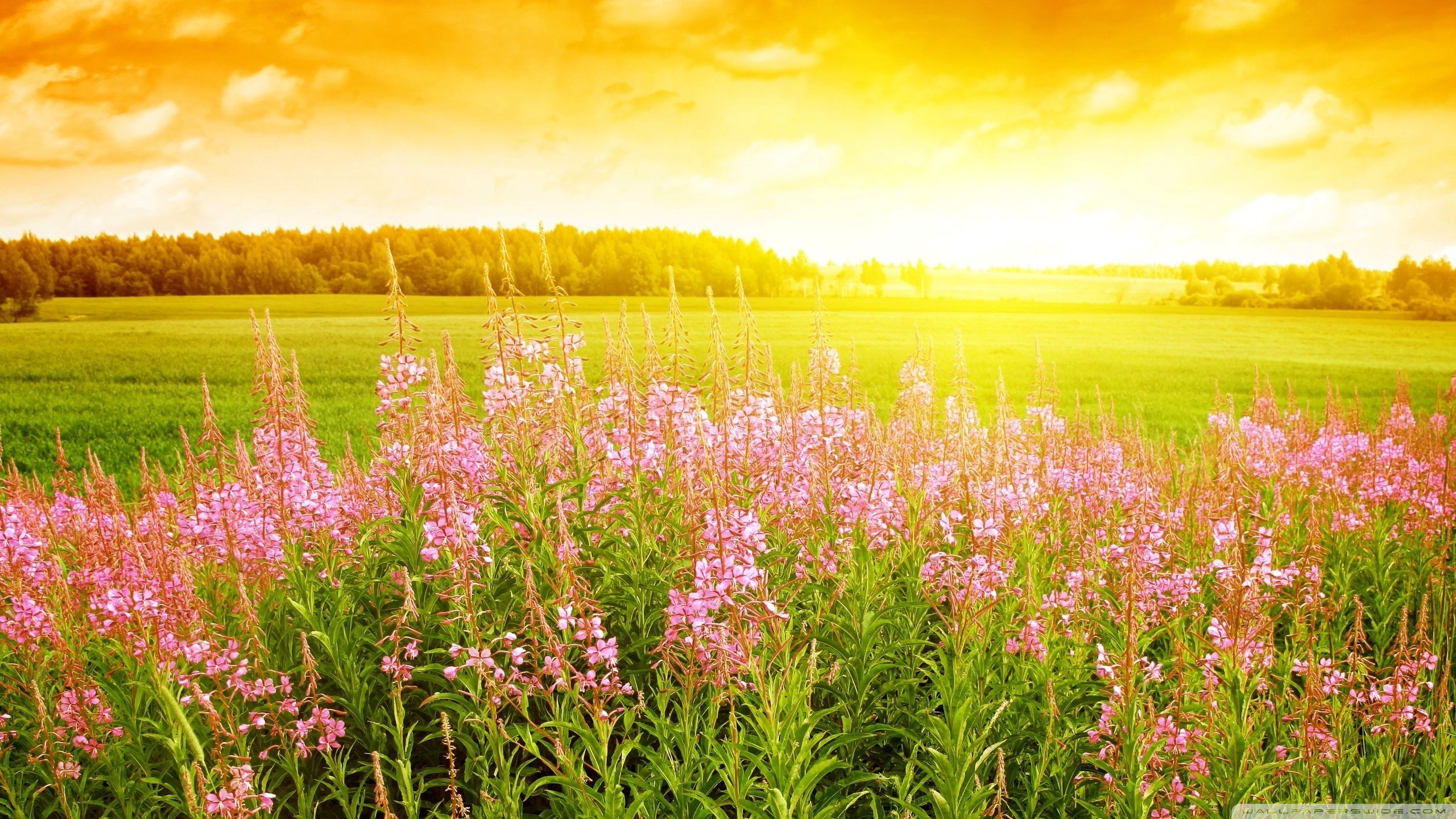 Summer Day Ultra HD Desktop Background Wallpaper for 4K UHD TV, Tablet