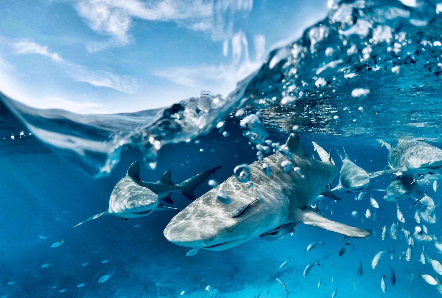 Neptunic Sharksuits and Shark Apparel