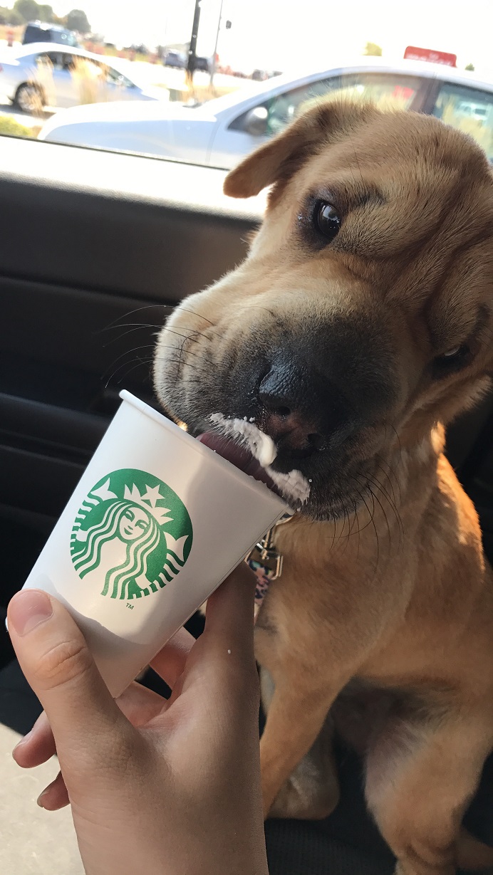 I love me some puppuccino!