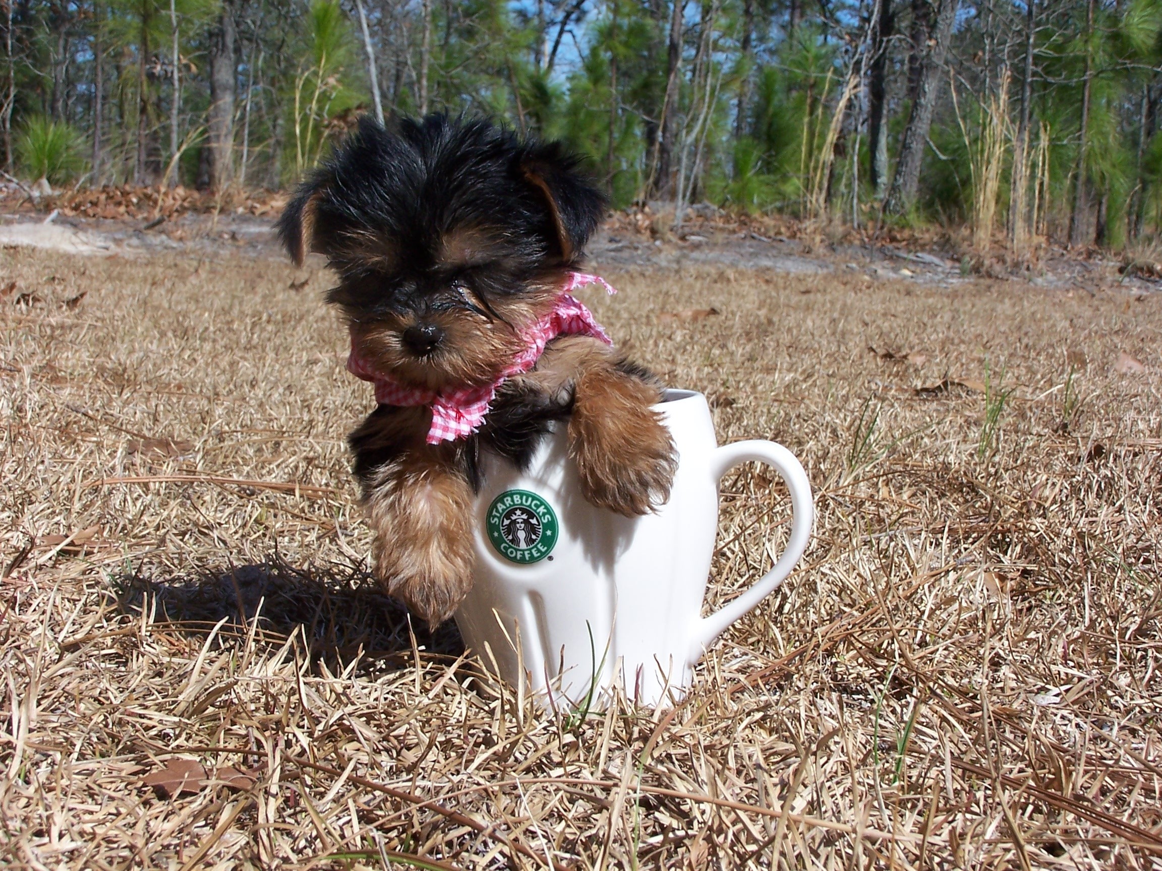 Yorkie Picture