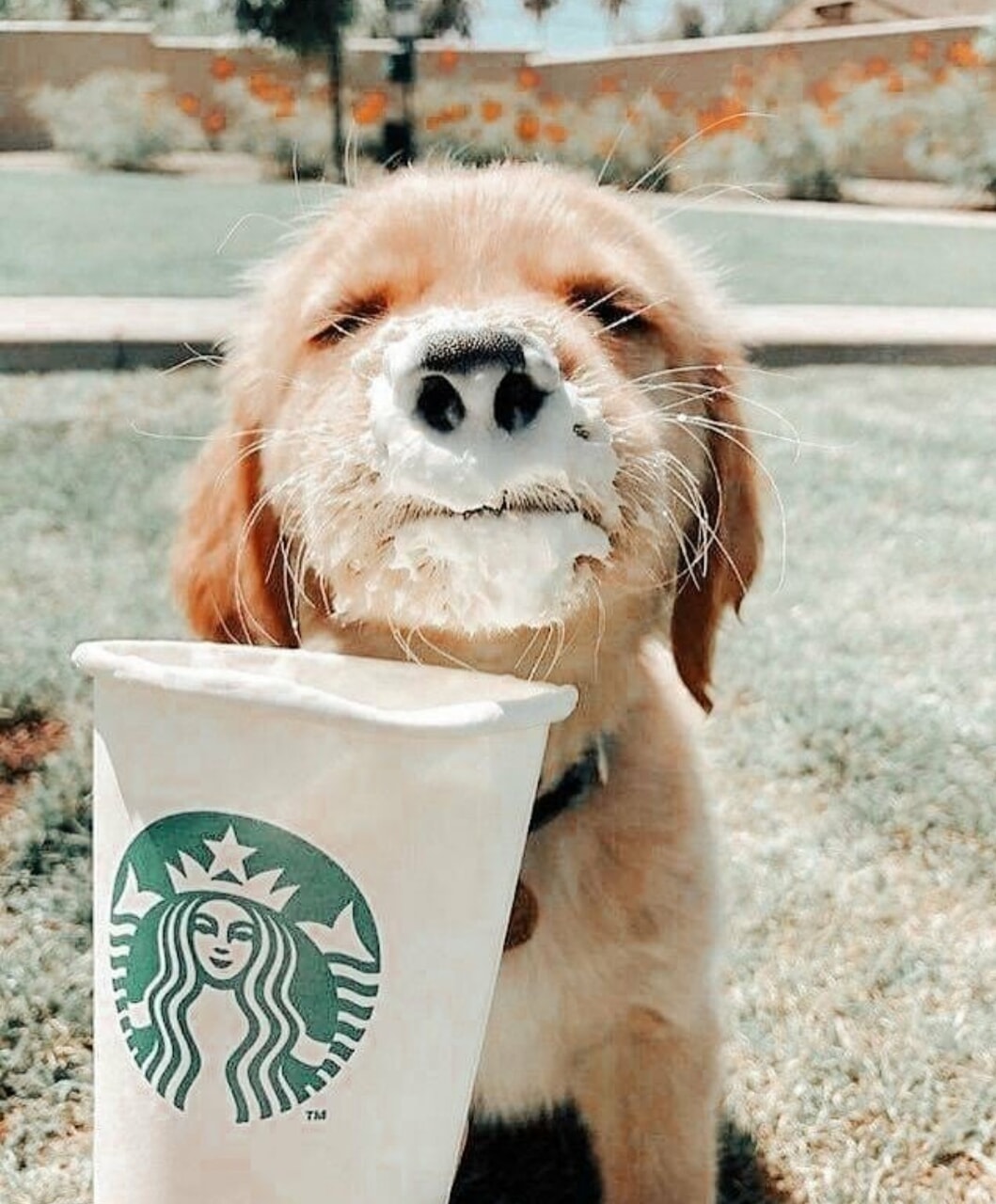 what is the puppy drink at starbucks