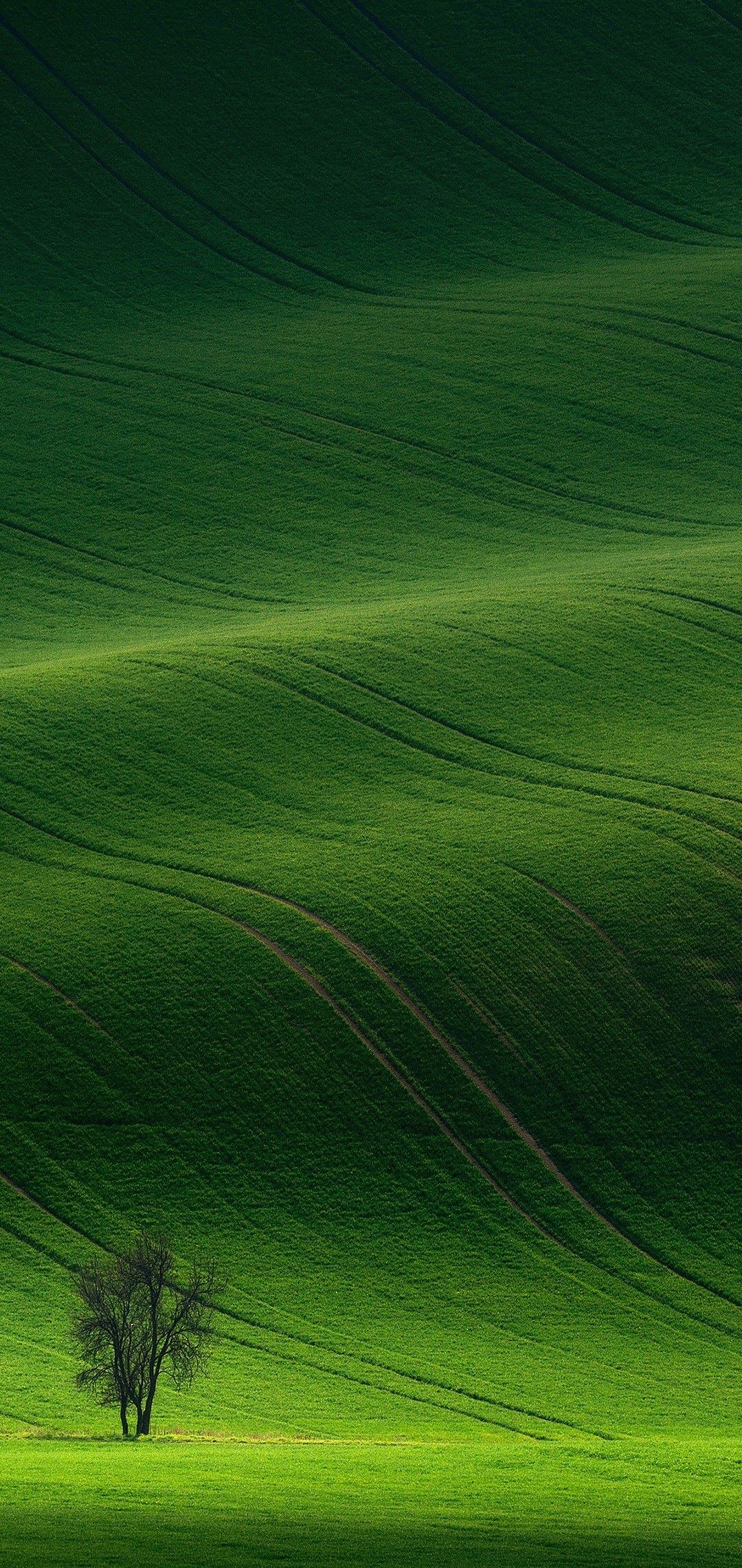 Pradera verde. 自然の写真, 自然な写真, 美しい風景
