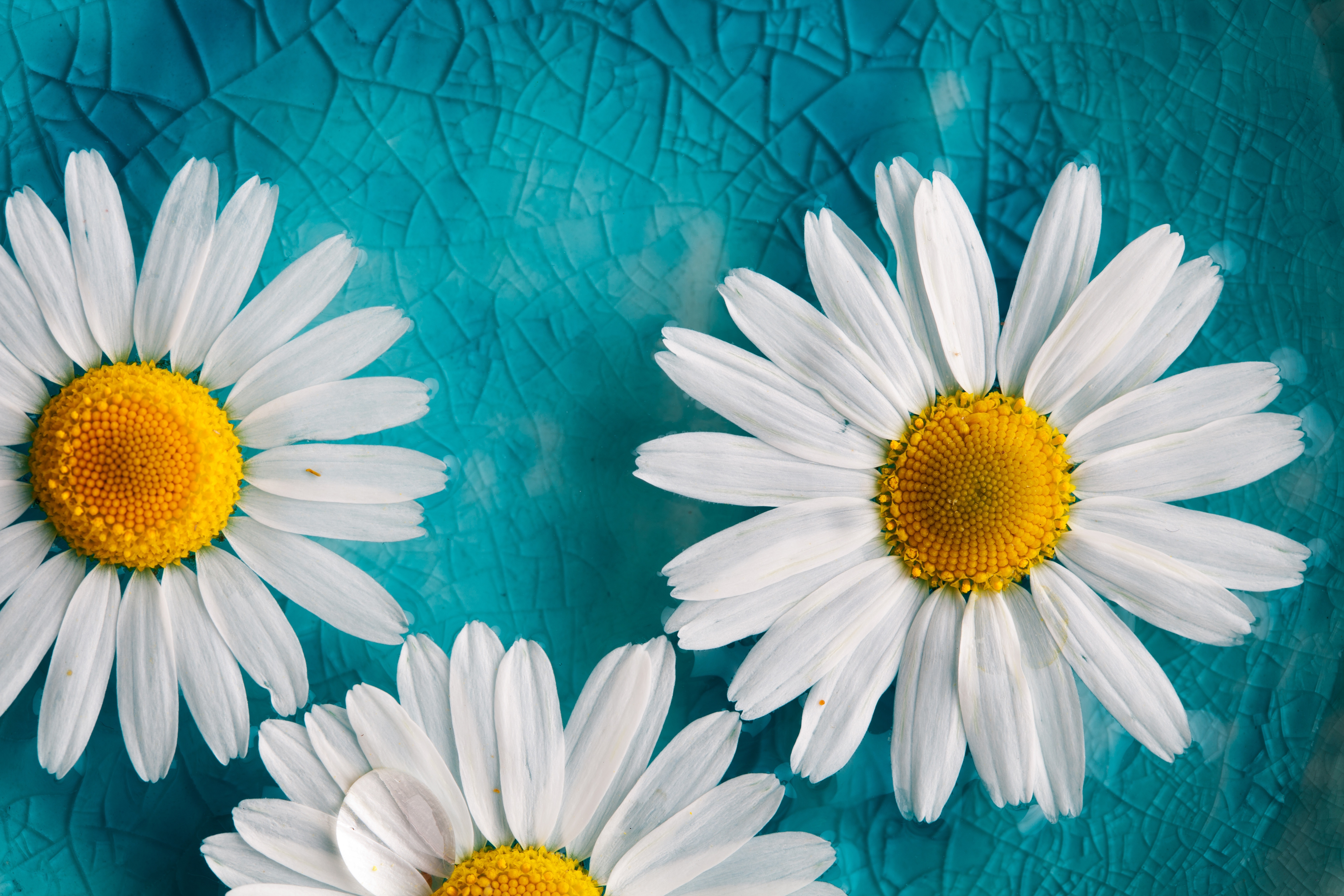 Camomile Wallpaper