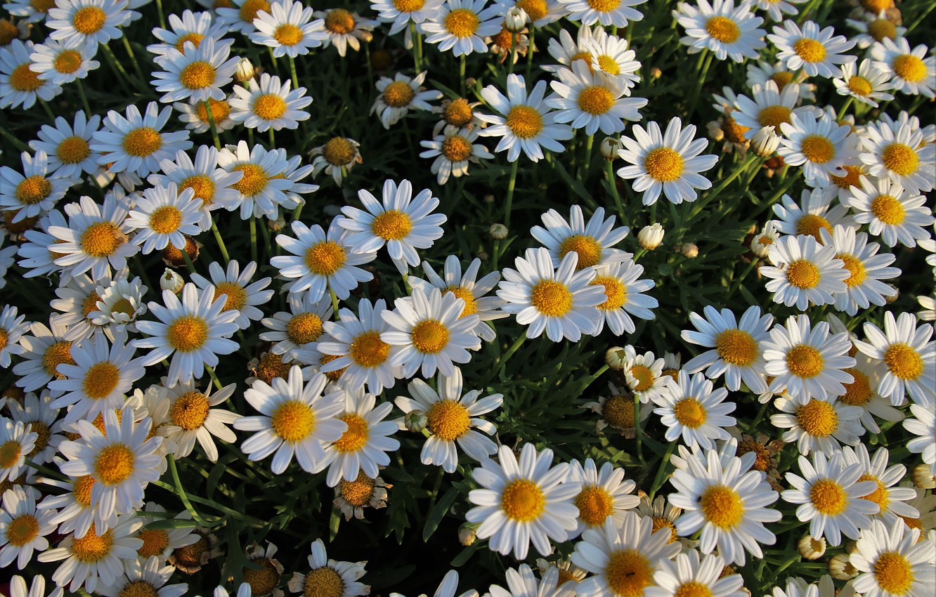 Wallpaper summer, flowers, mood, chamomile image for desktop, section цветы