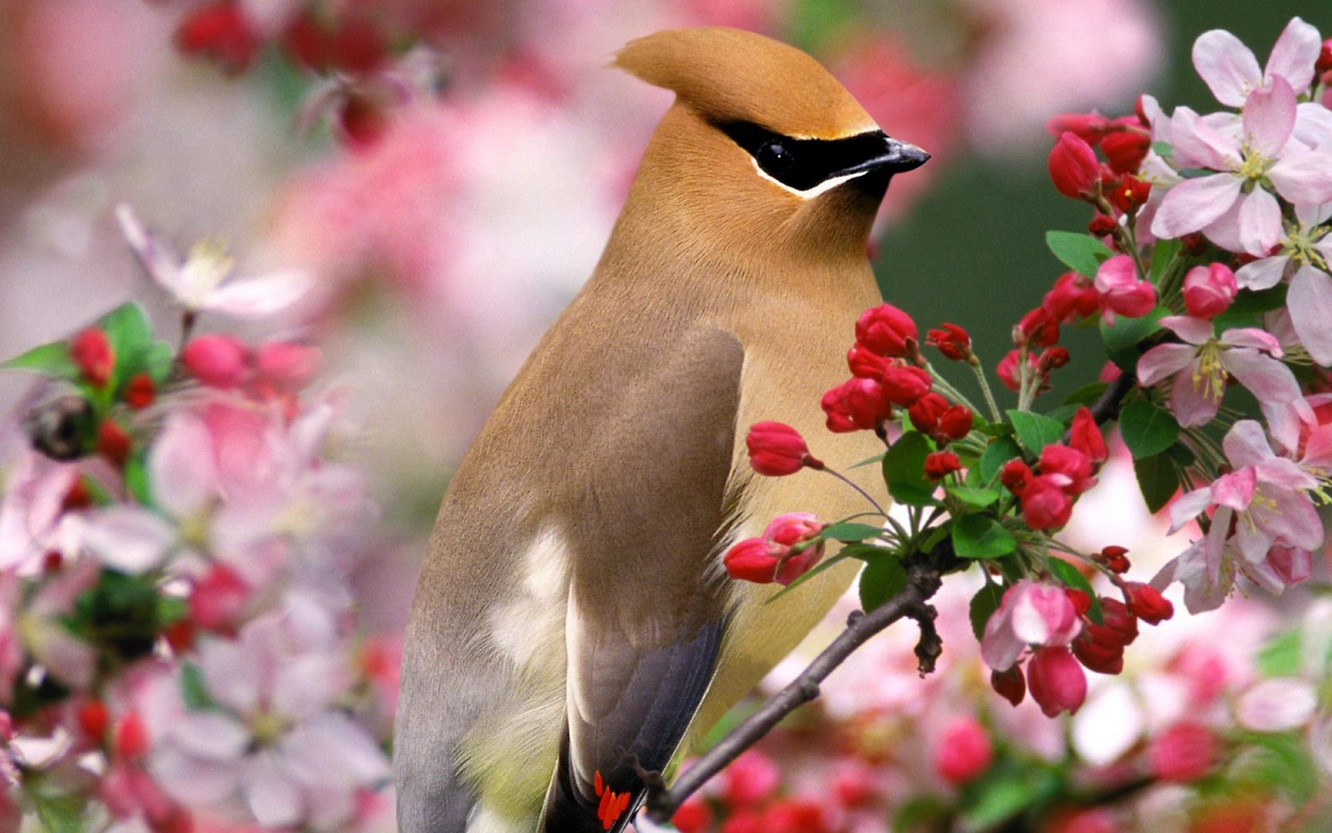 Waxwing Wallpaperx1200