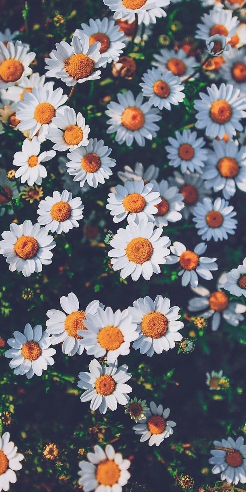 Chamomile #wallpaper #myfavwallpaper #lockscreen #iphonewallpaper #sm. Fondos de pantalla girasoles, Fondos de pantalla iphone tumblr, Fondos de pantalla palmeras