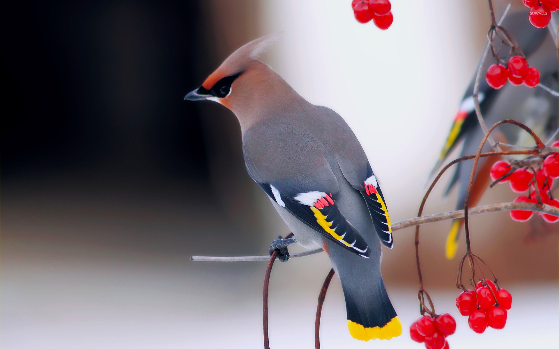 Bohemian Waxwing wallpaper wallpaper