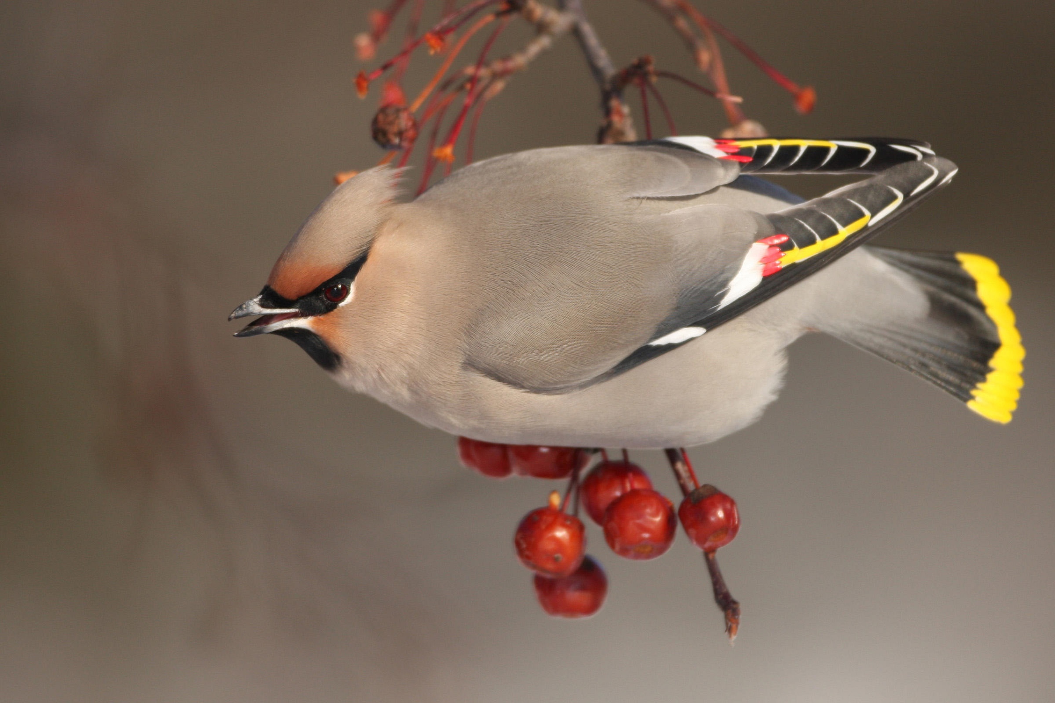 Bohemian Waxwing
