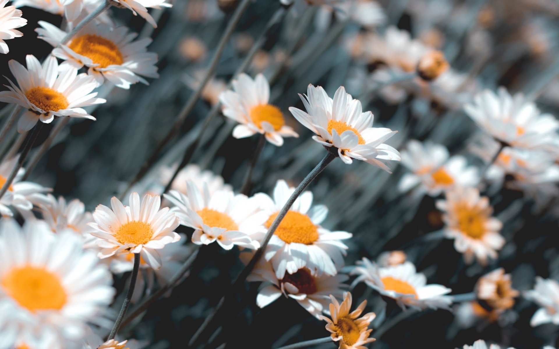 Chamomile Wallpapers - Wallpaper Cave