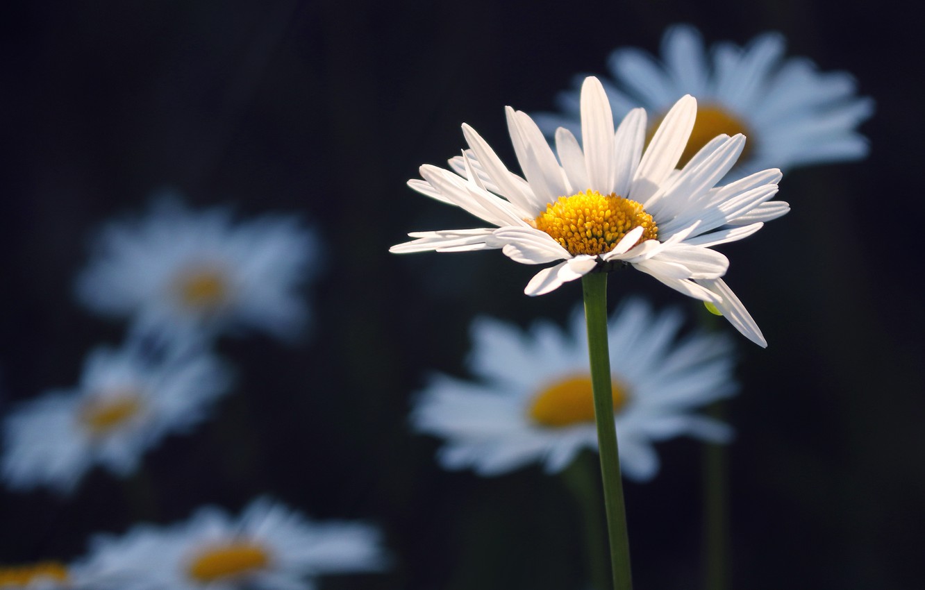 Wallpaper light, the dark background, chamomile image for desktop, section цветы