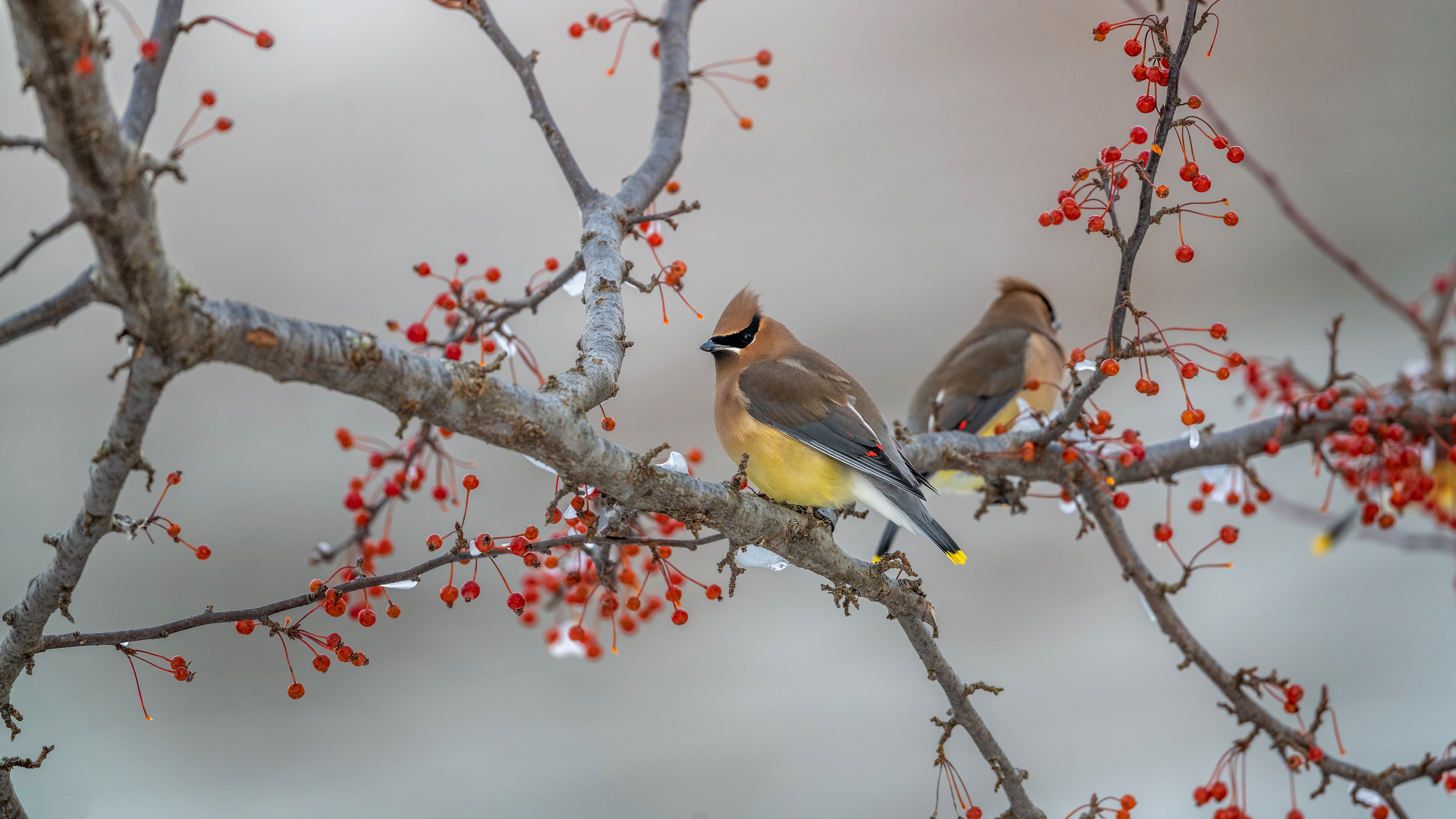 Waxwing 4k Ultra Wallpaperx2160