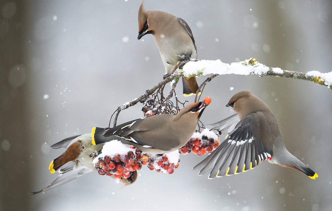 Wallpaper winter, the Waxwing, birds image for desktop, section животные