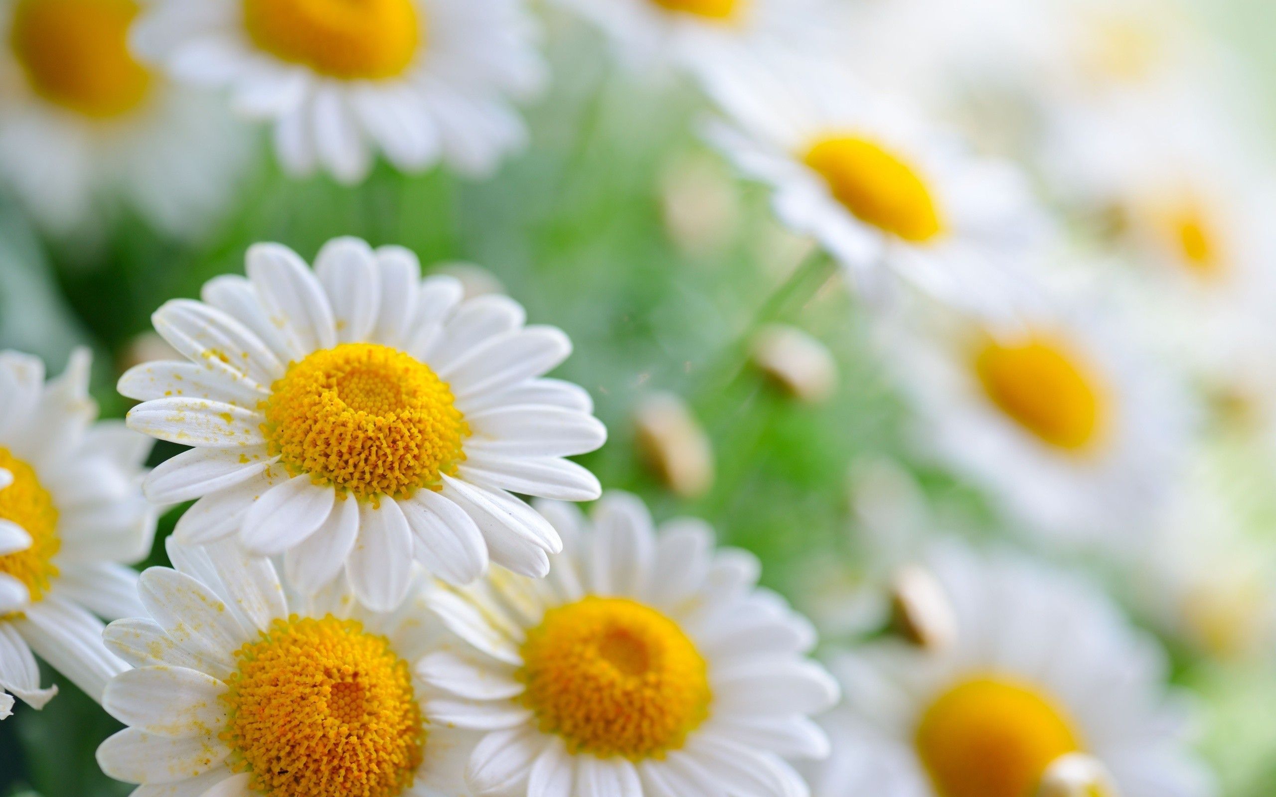 Chamomile HD Wallpaper 08722