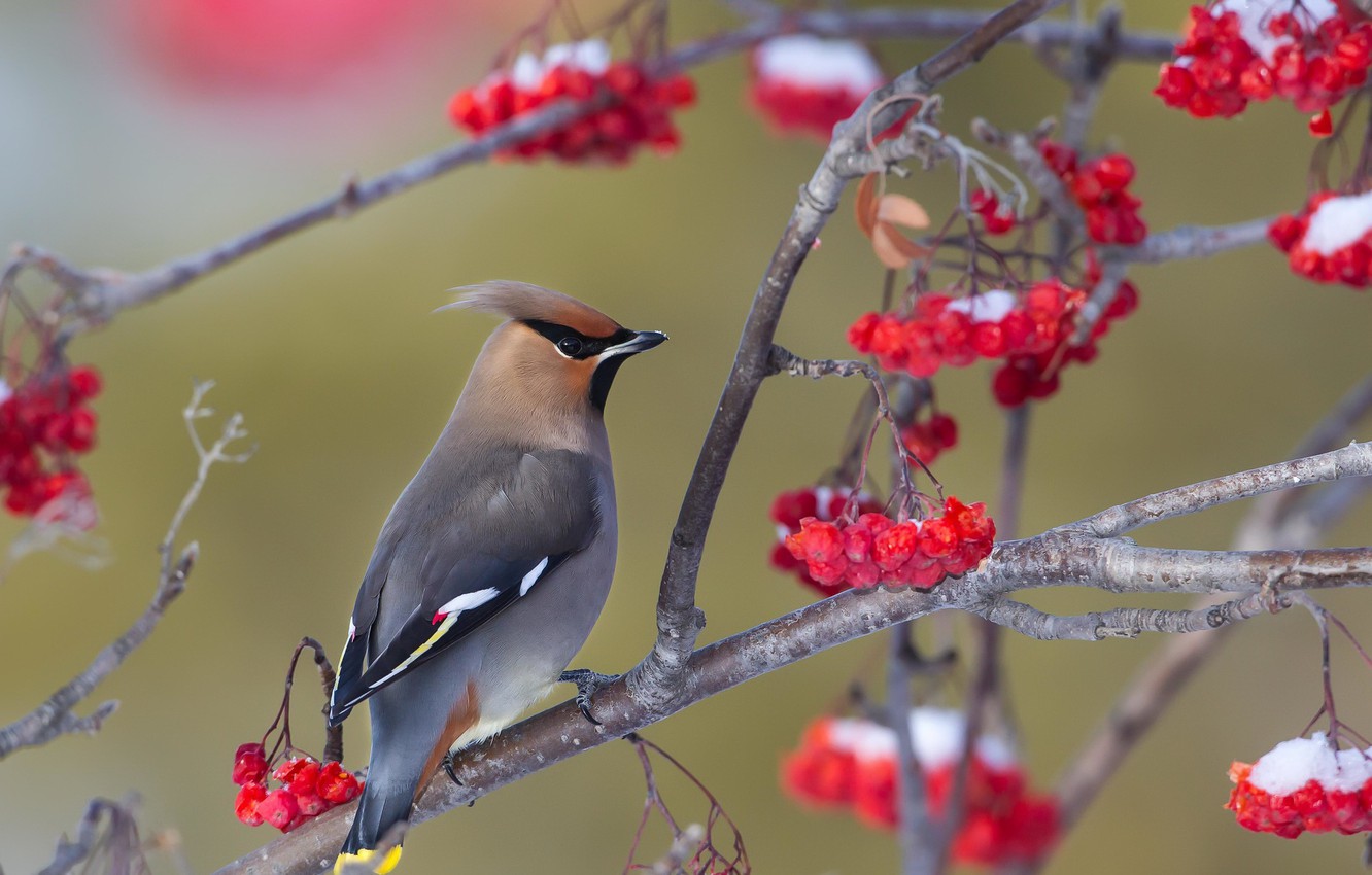 Wallpaper bird, The Waxwing, Bohemian Waxwing image for desktop, section животные