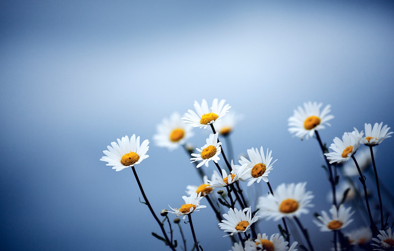 Wallpaper flowers, blue, background, chamomile image for desktop, section цветы