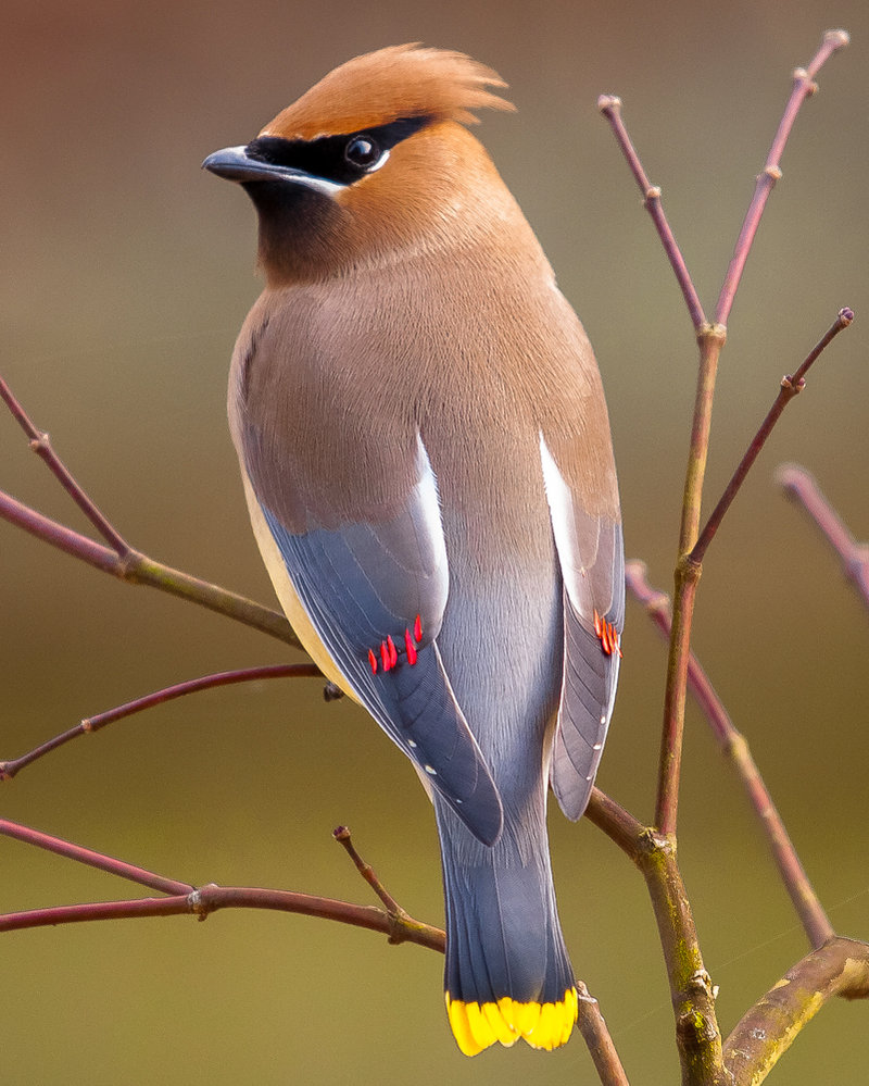 Waxwing wallpaper, Animal, HQ Waxwing pictureK Wallpaper 2019
