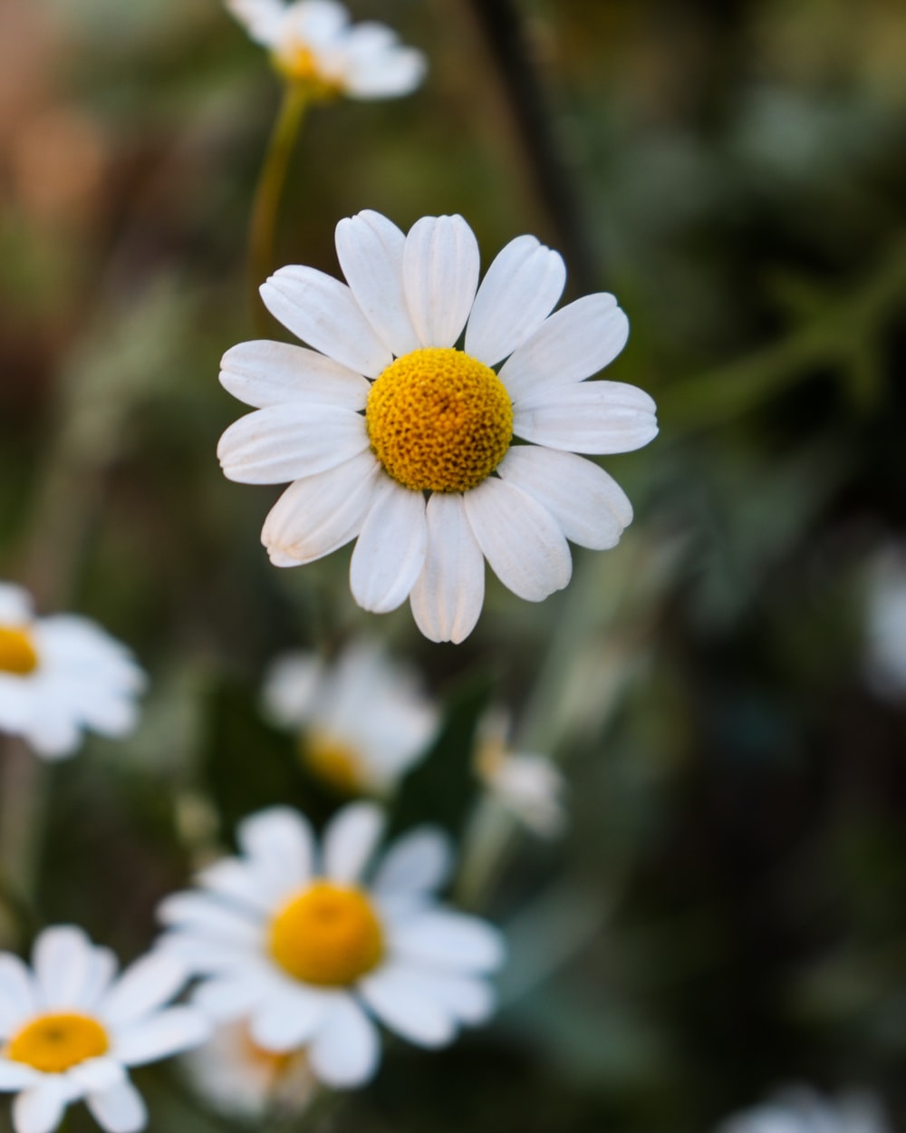 Chamomile Picture. Download Free Image