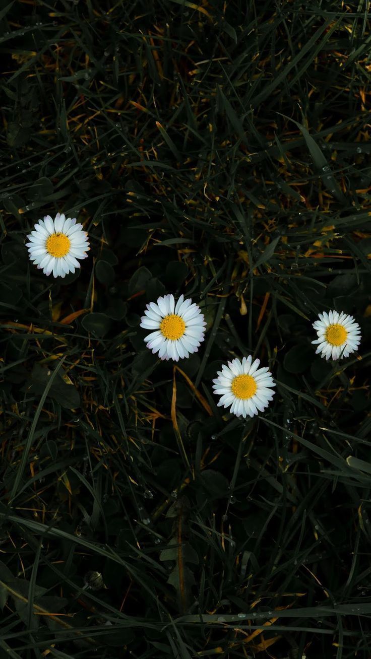 wallpaper #iphone #android #background #followme #chamomile #Chamomile # wallpaper #phone. Daisy wallpaper, Wallpaper nature flowers, Flower iphone wallpaper