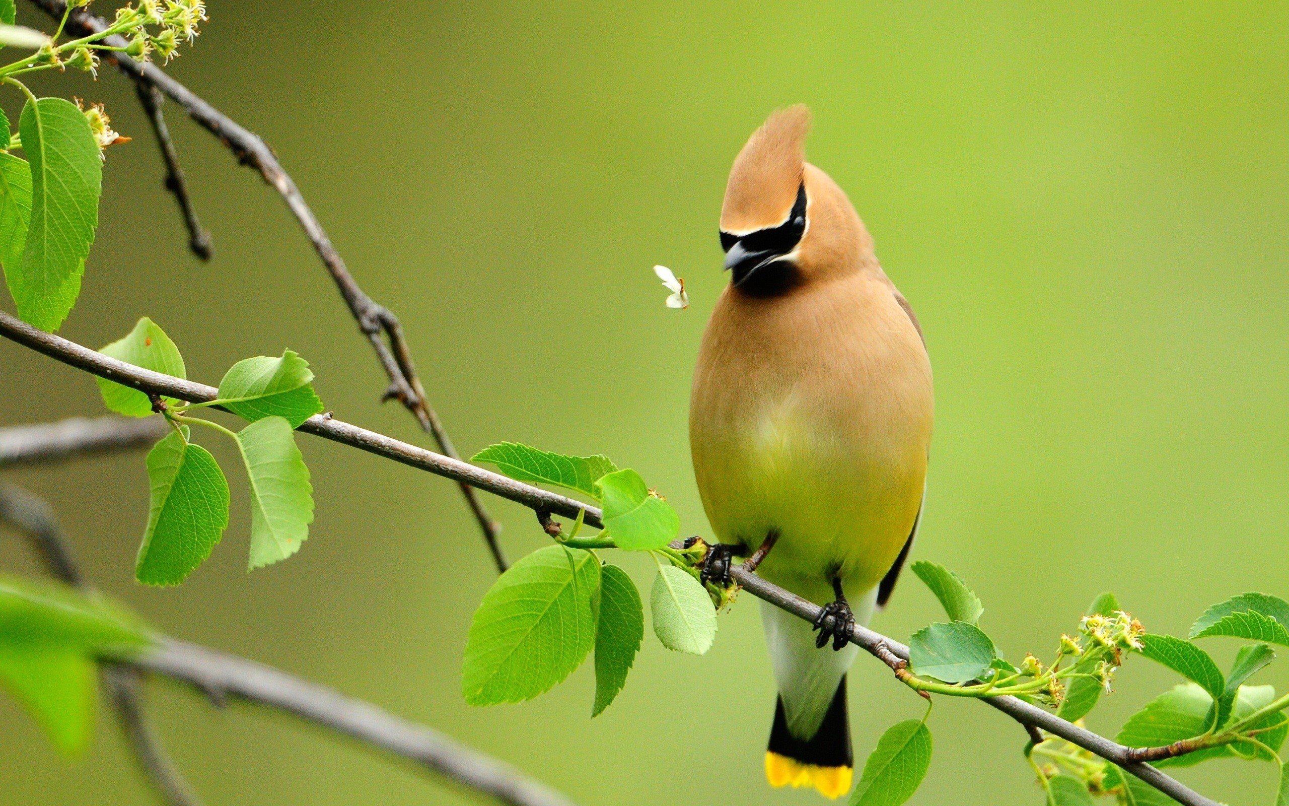 birds, Animals, Branches, Waxwing Wallpaper HD / Desktop and Mobile Background