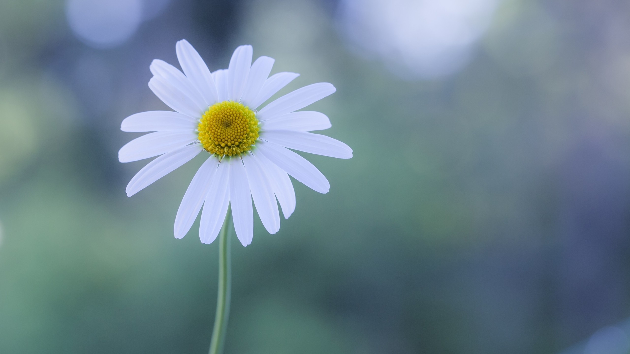 Chamomile Wallpapers - Wallpaper Cave