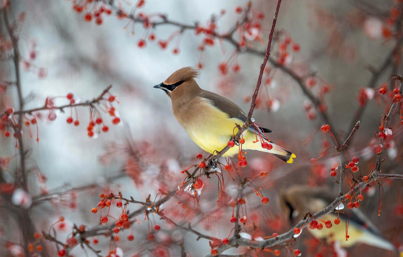 Wallpaper winter, snow, birds, branches, berries, background, tree, bird, two, fruit, red, bokeh, the Waxwing, waxwings image for desktop, section животные