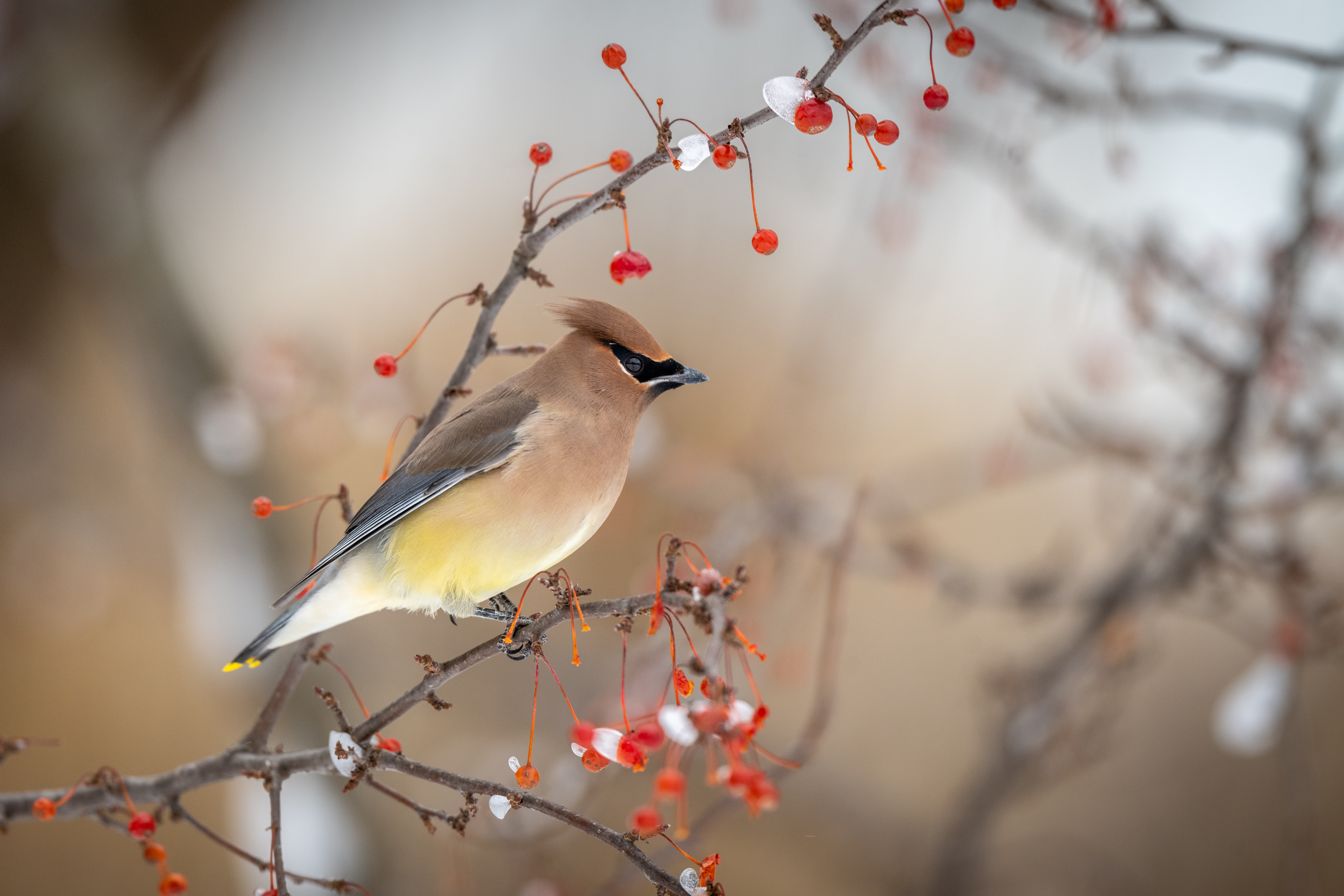 Best Cedar Waxwing Photo · 100% Free Downloads