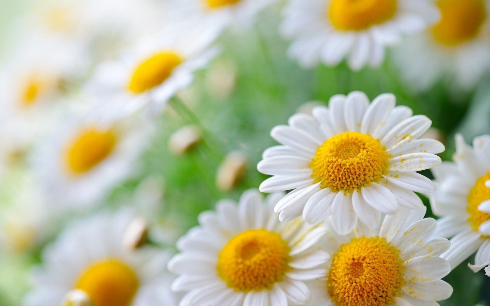 Chamomile wallpaperx1050