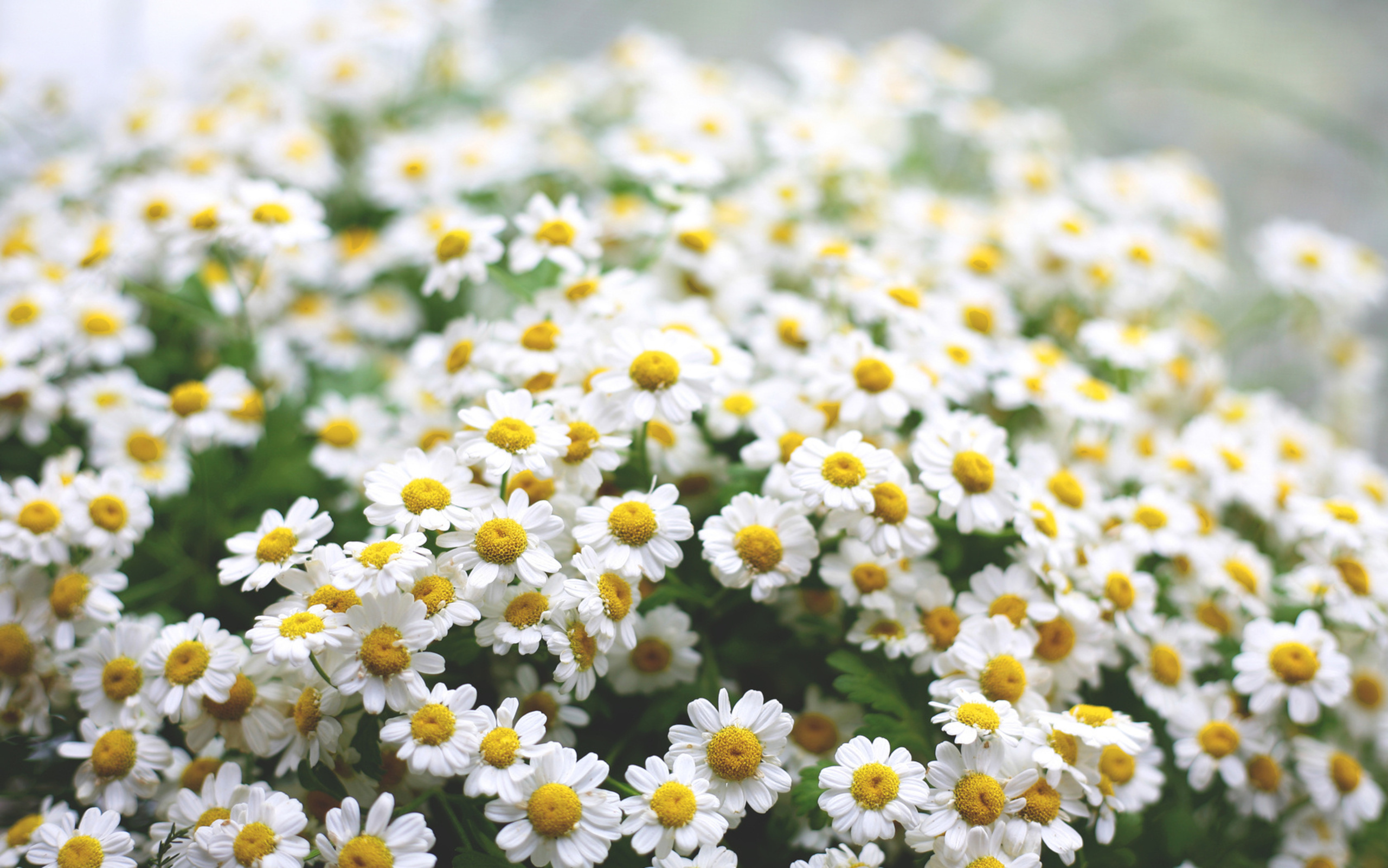 Chamomile High Definition Wallpaper 08723