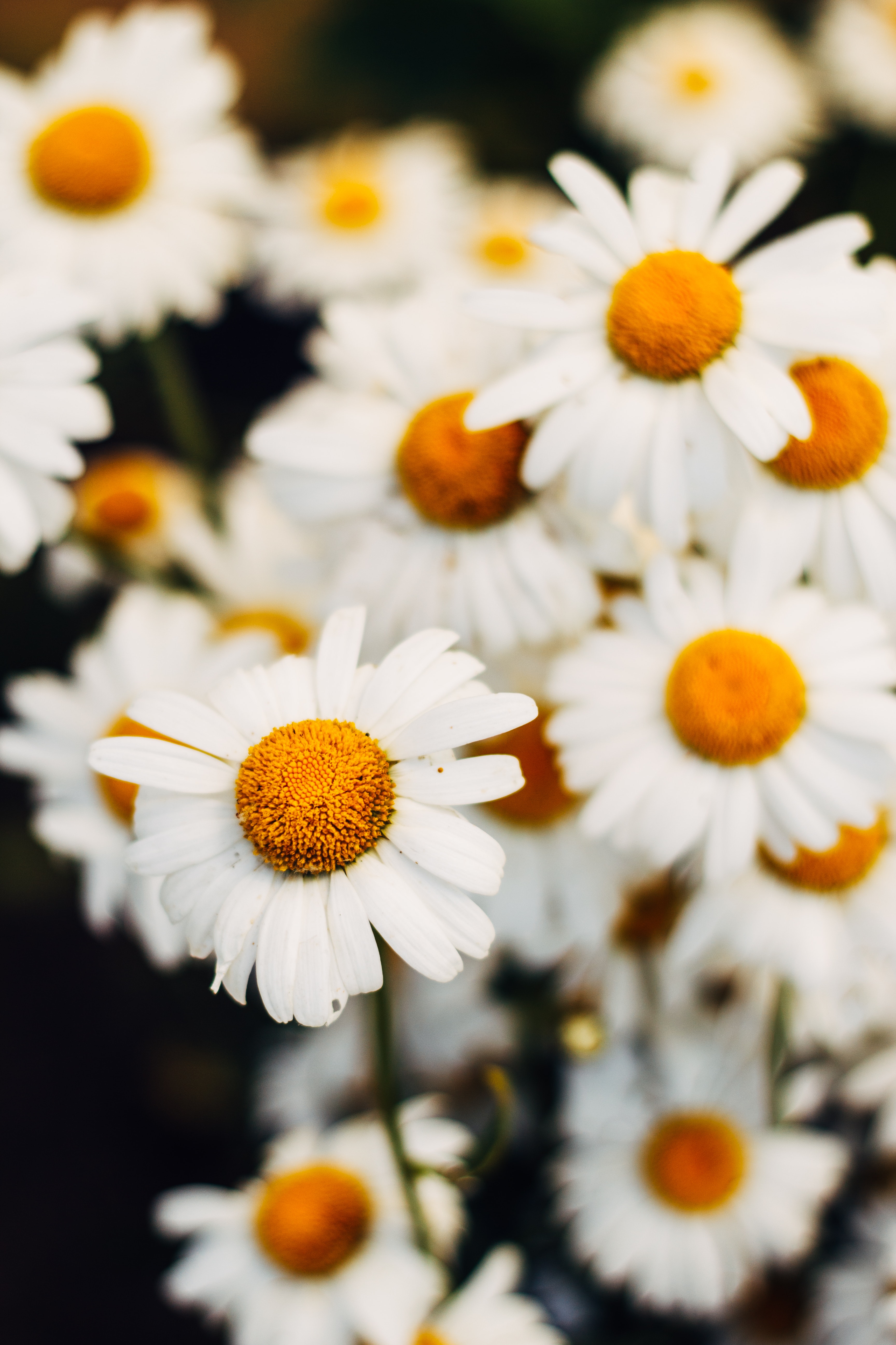 1,Best Chamomile Photo · 100% Free Downloads